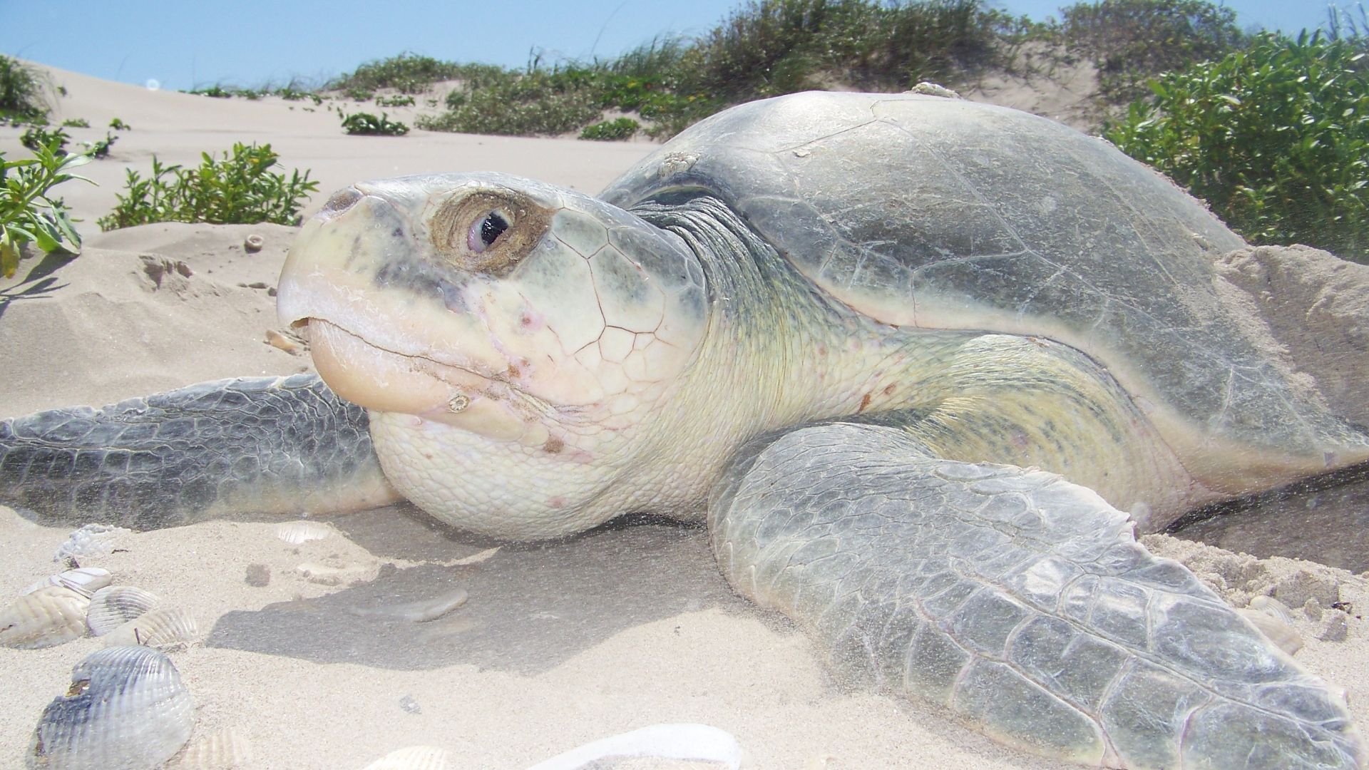 File:2010 Kemp's ridley sea turtle project at Padre Island National Seashore (for NRC) (f1b41723-09a4-4933-8312-14fedb1c1b81).jpg
