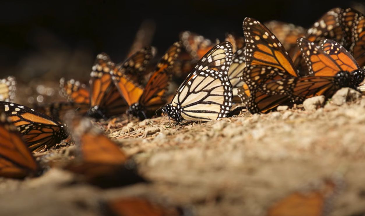 The Monarch Butterfly Migration, North America