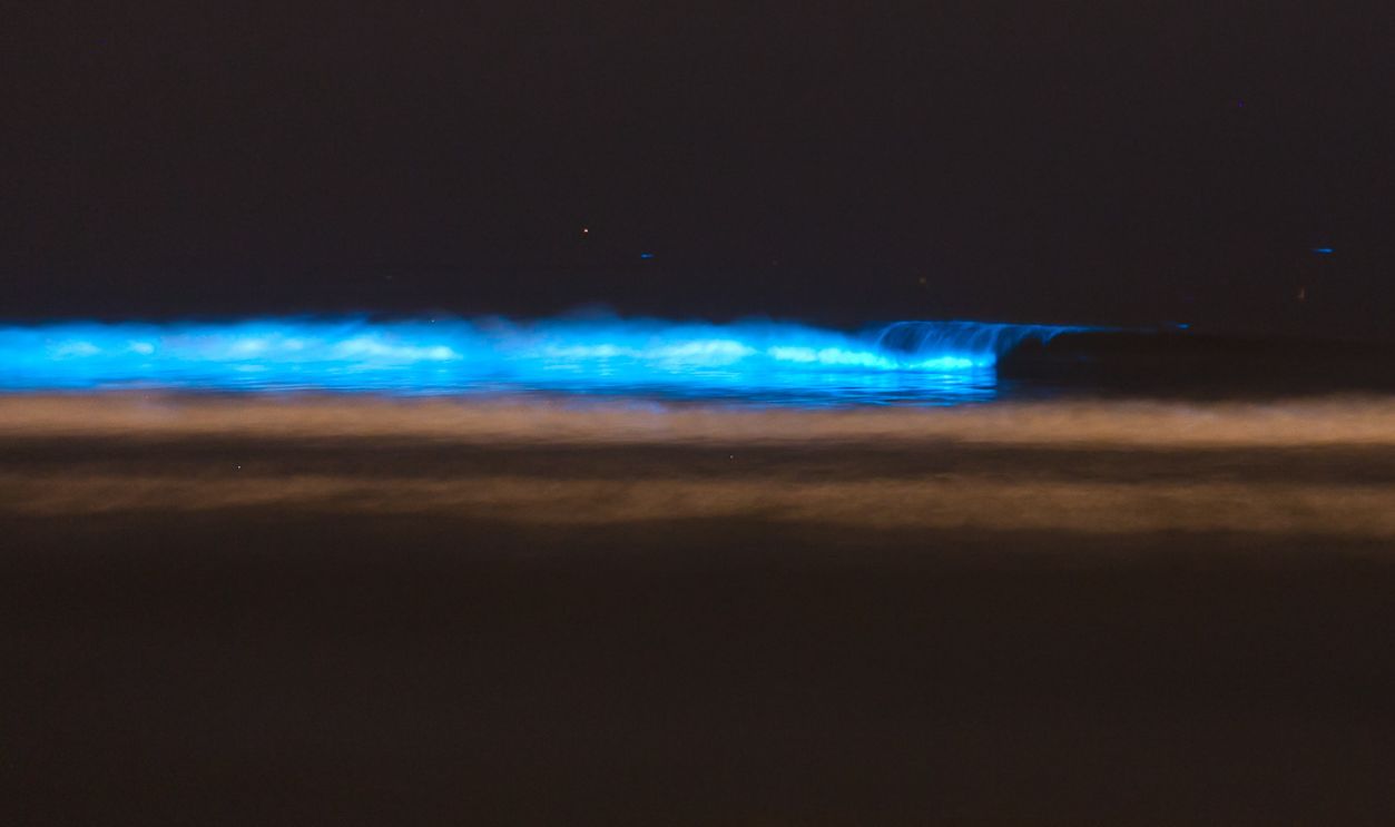 The Bioluminescent Waves, San Diego's Beaches