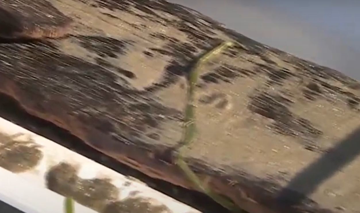 Messages Etched In Cottonwood And Oak