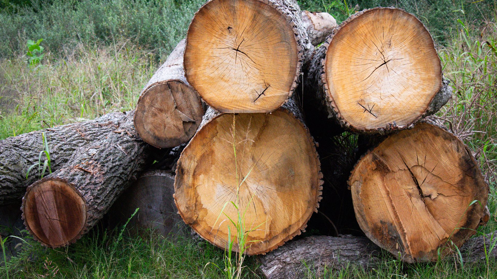 File:Stacked Timber Displaying Growth Rings.jpg