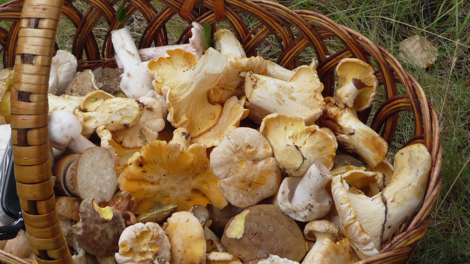File:Edible fungi in basket 2009 G1.jpg