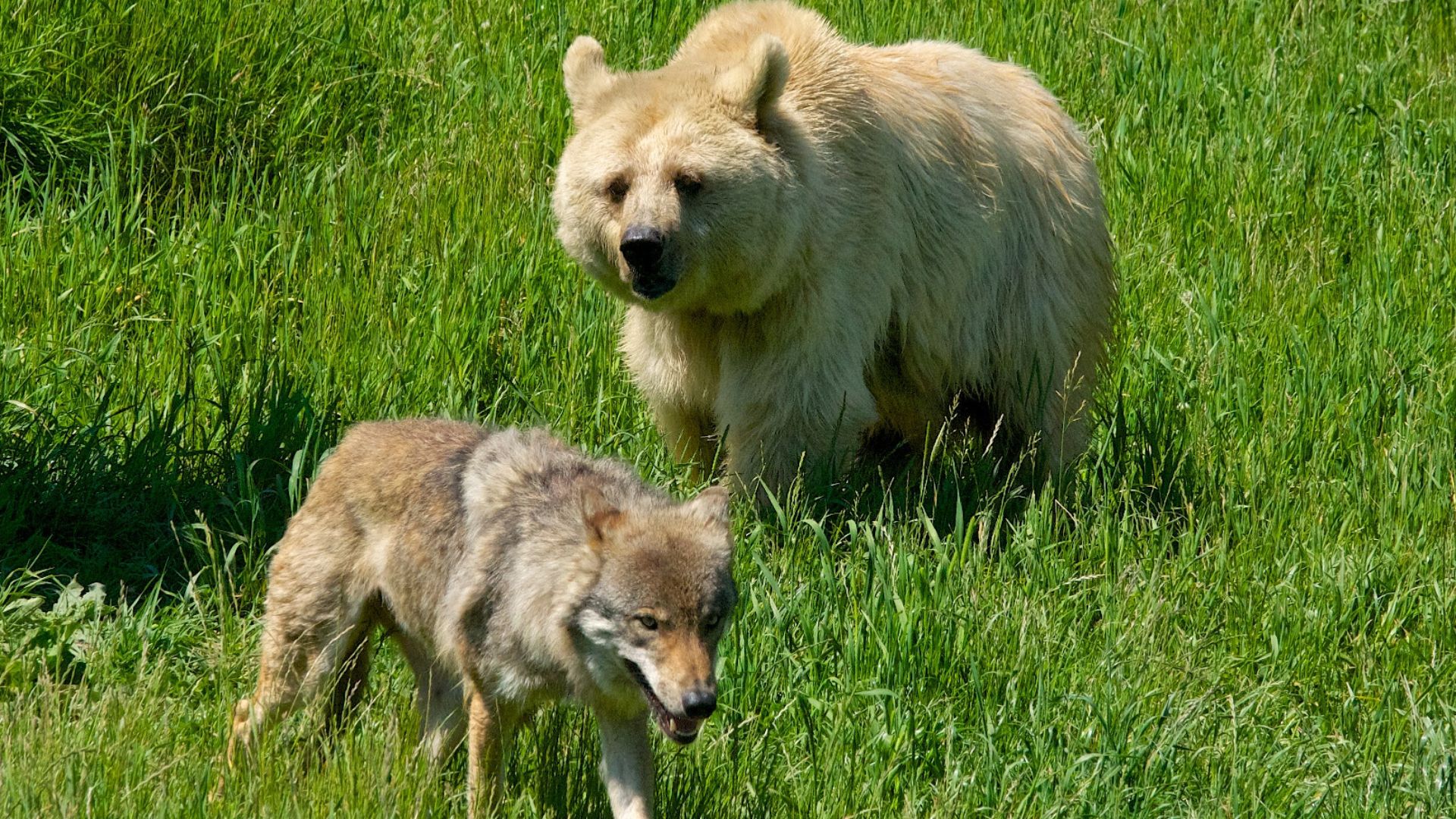 File:Wolf Vs Bear (40222610).jpeg