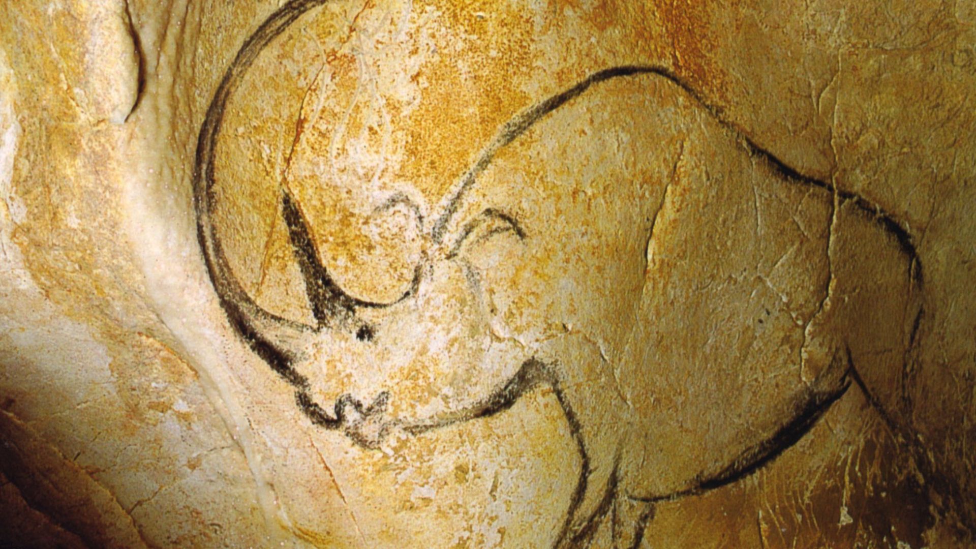 File:Rhinocéros grotte Chauvet.jpg