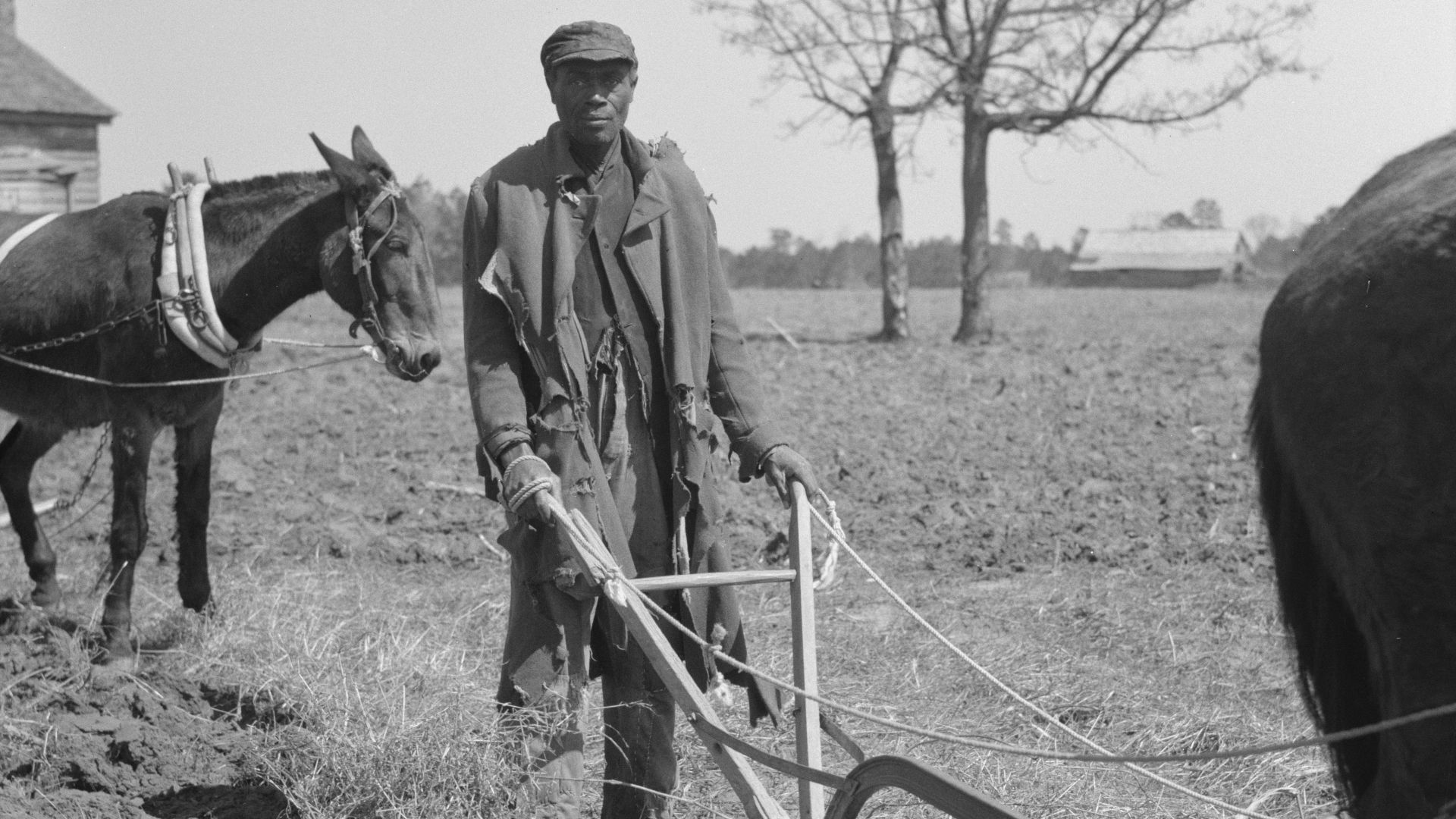 File:Sharecropper plowing, Montgomery County, Alabama.jpg
