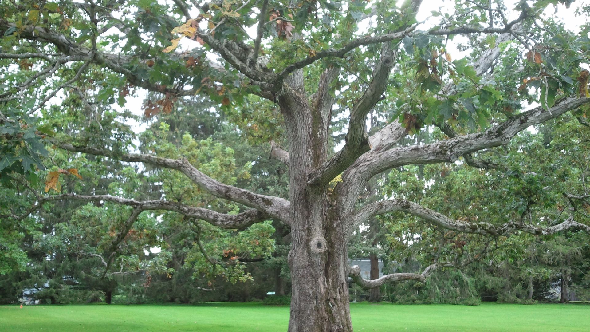 File:White Oak Eastern White Oak Stave Oak Tree Quercus Alba Tanglewood Koussevitzky Music Shed lawn Berkshire Hills Western Massachusetts.jpg