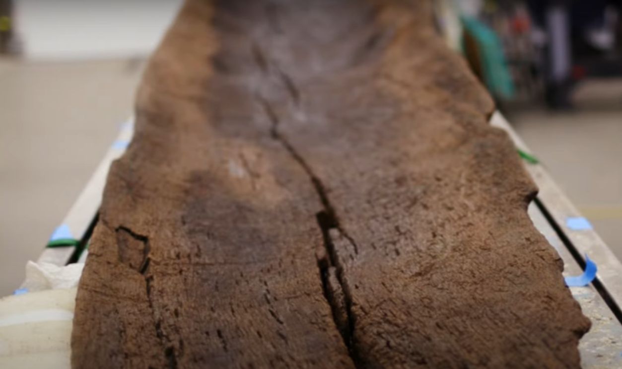 What The Wood Tells Us About Climate Survival