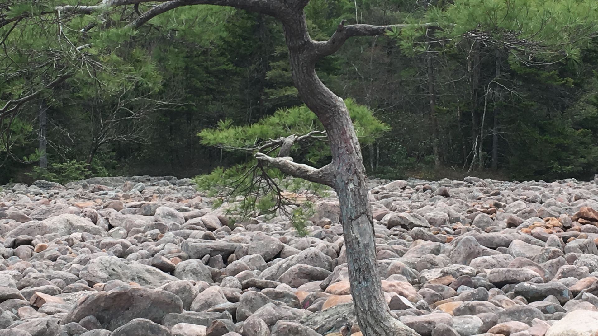 File:Eastern White Pine In Boulder Field PA.jpg