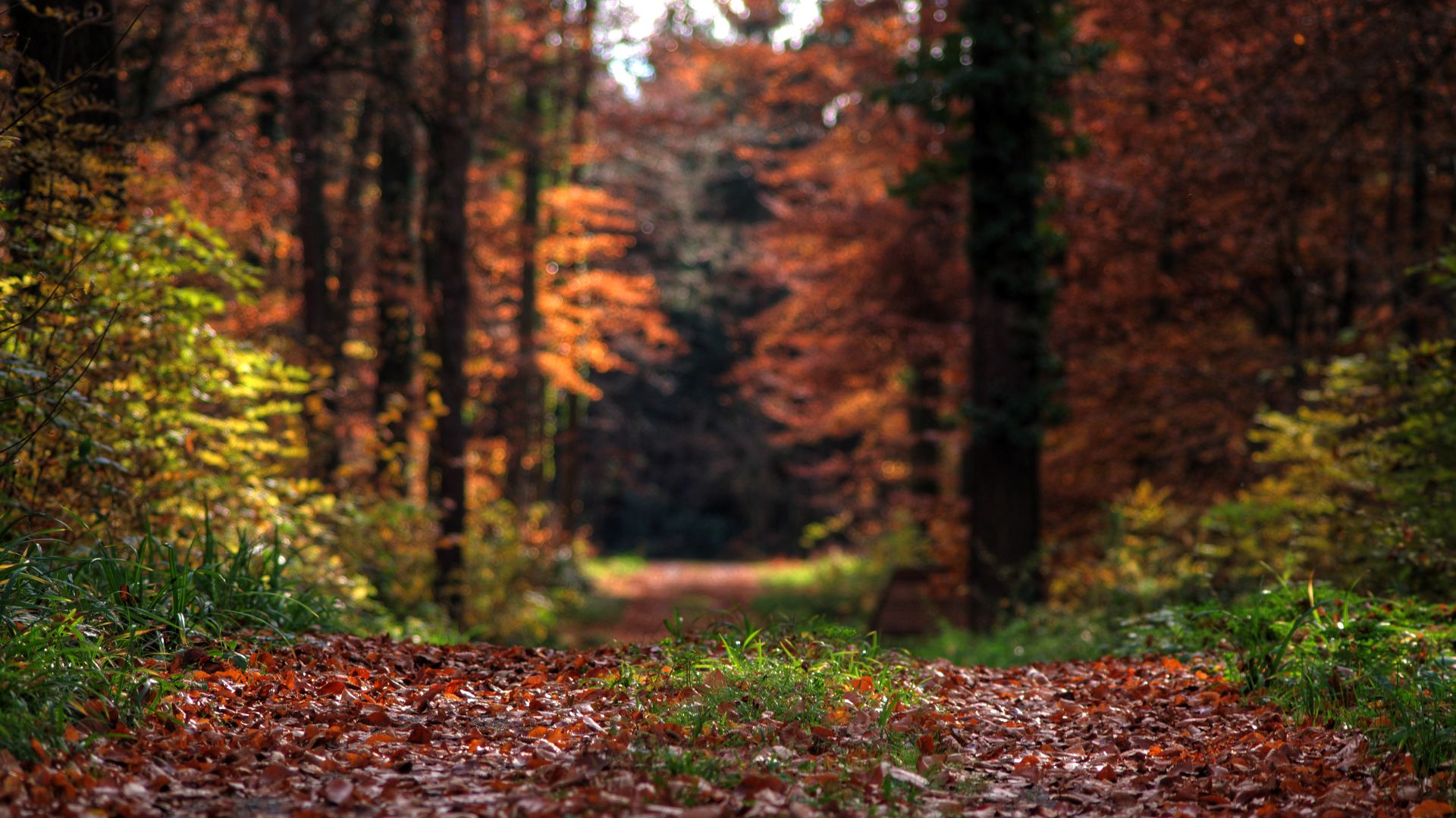 File:Autumn forest.jpg