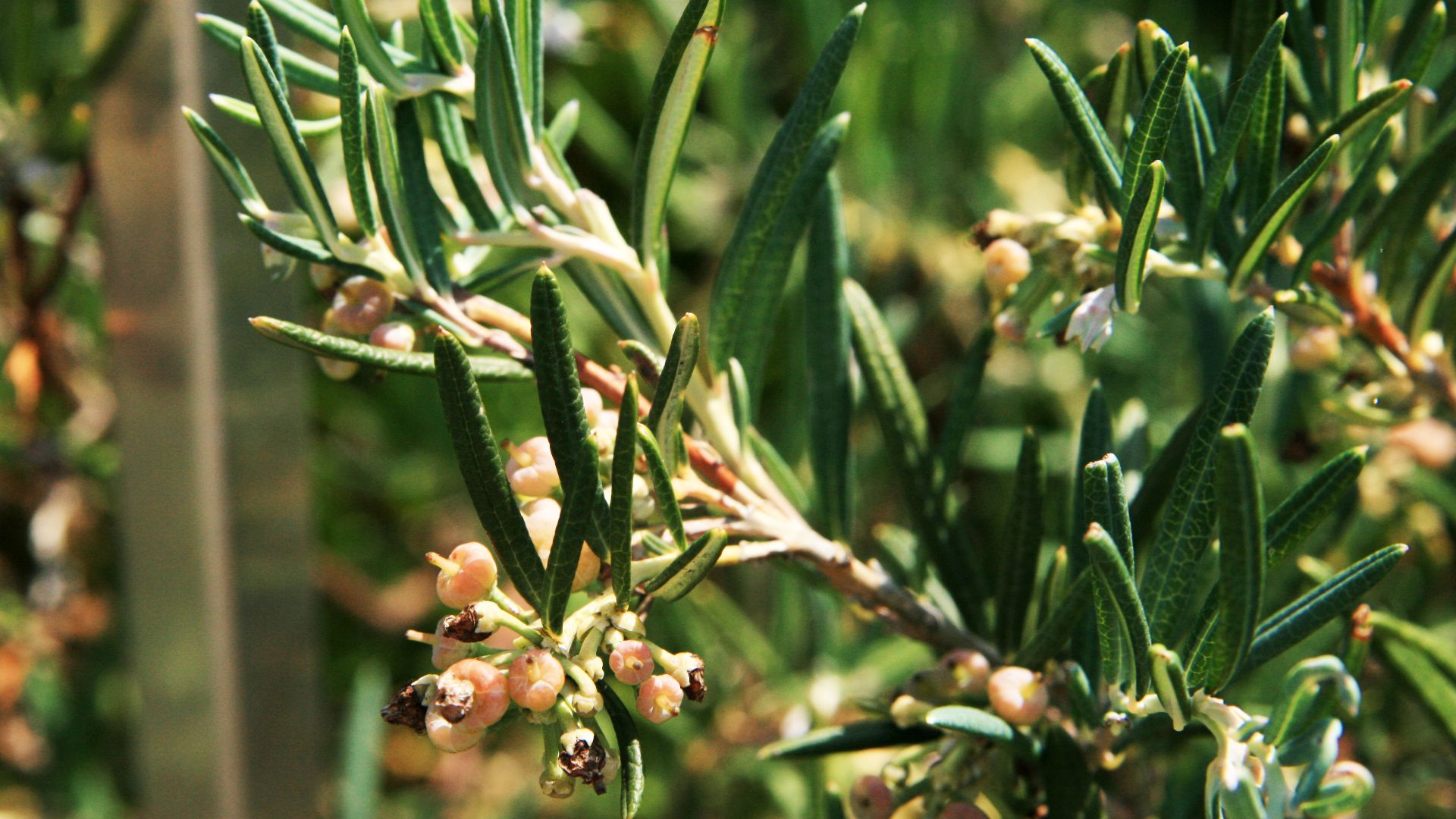 File:Bog rosemary.jpg