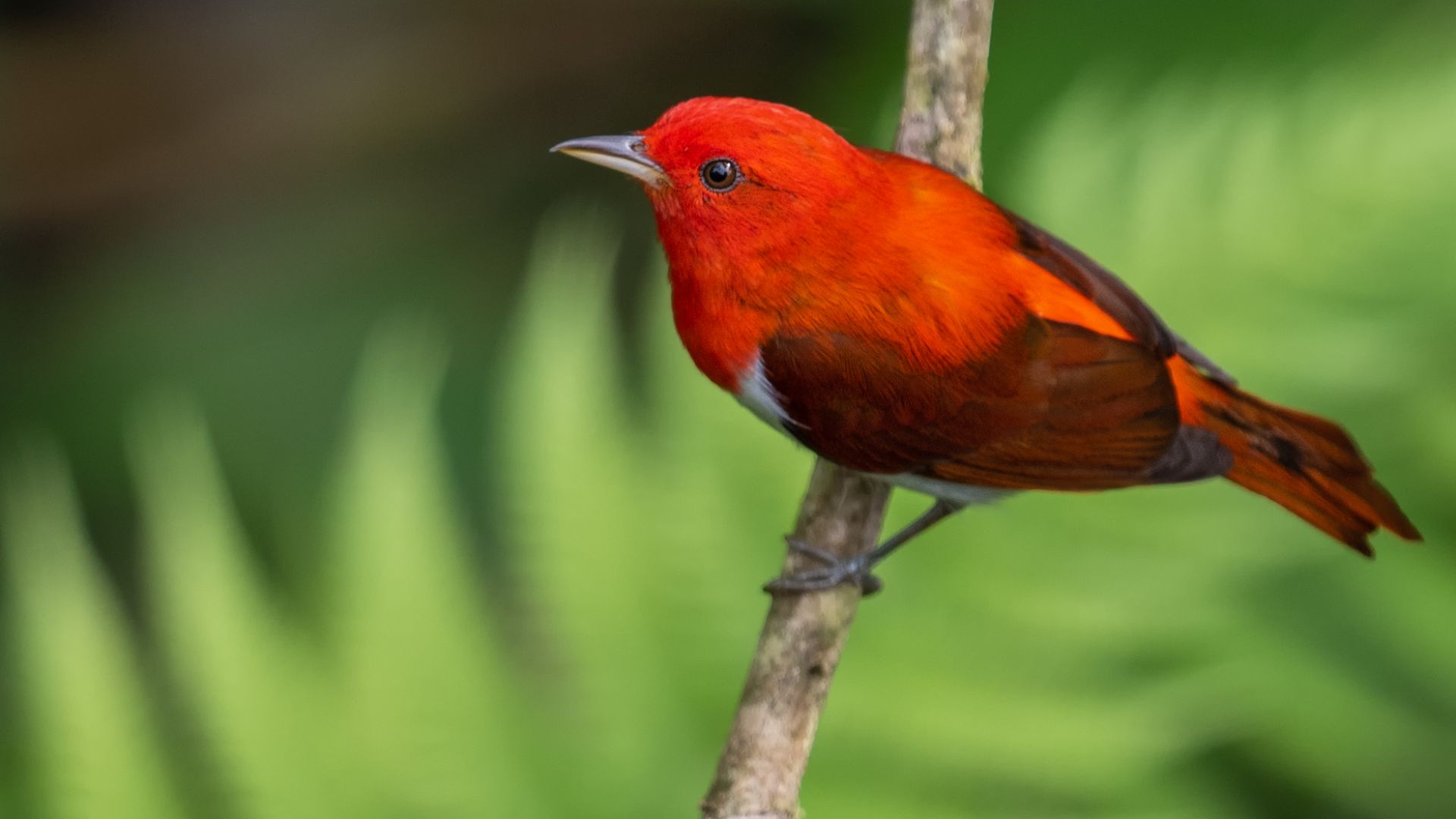 File:Scarlet-and-white Tanager front.jpg