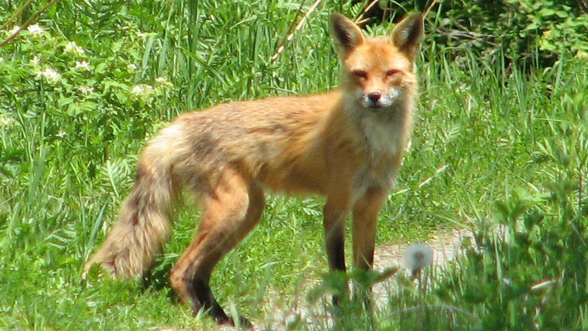 File:American Red Fox.jpg