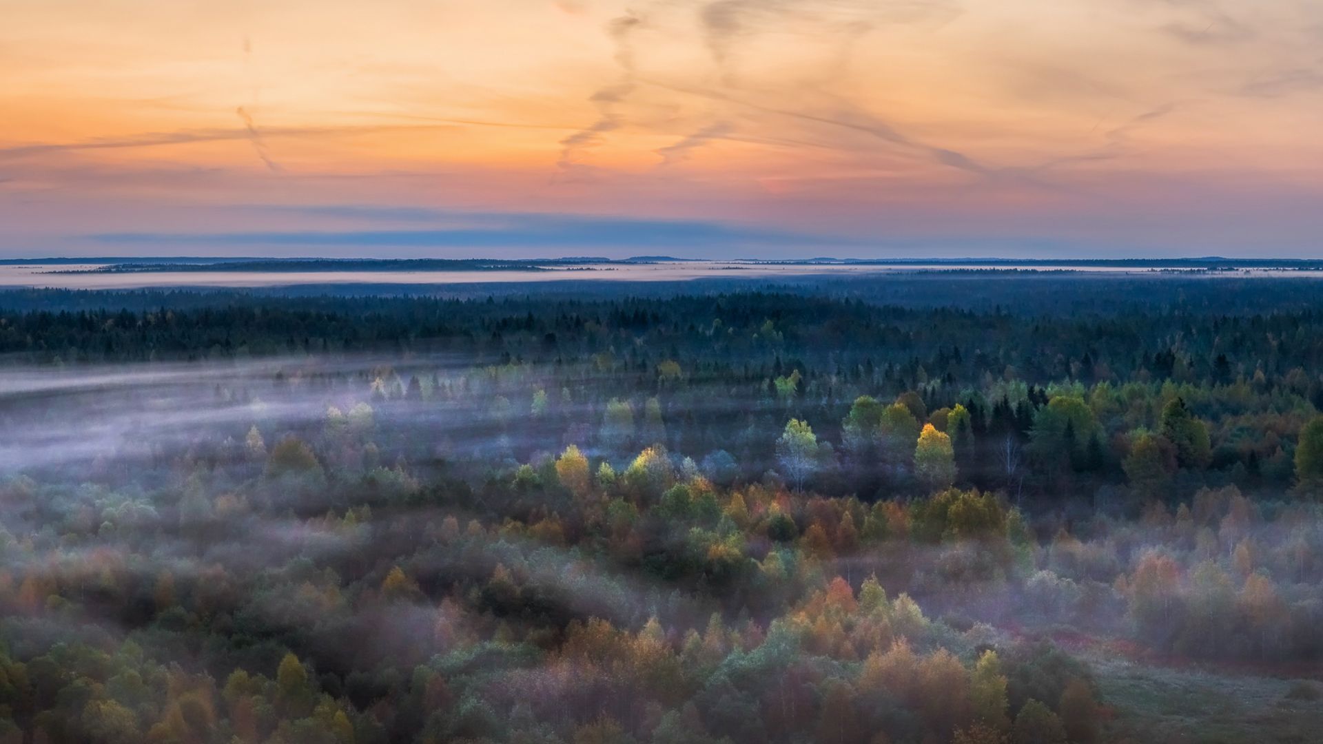 File:Вид сверху на участок резервата «Вепсский лес».jpg