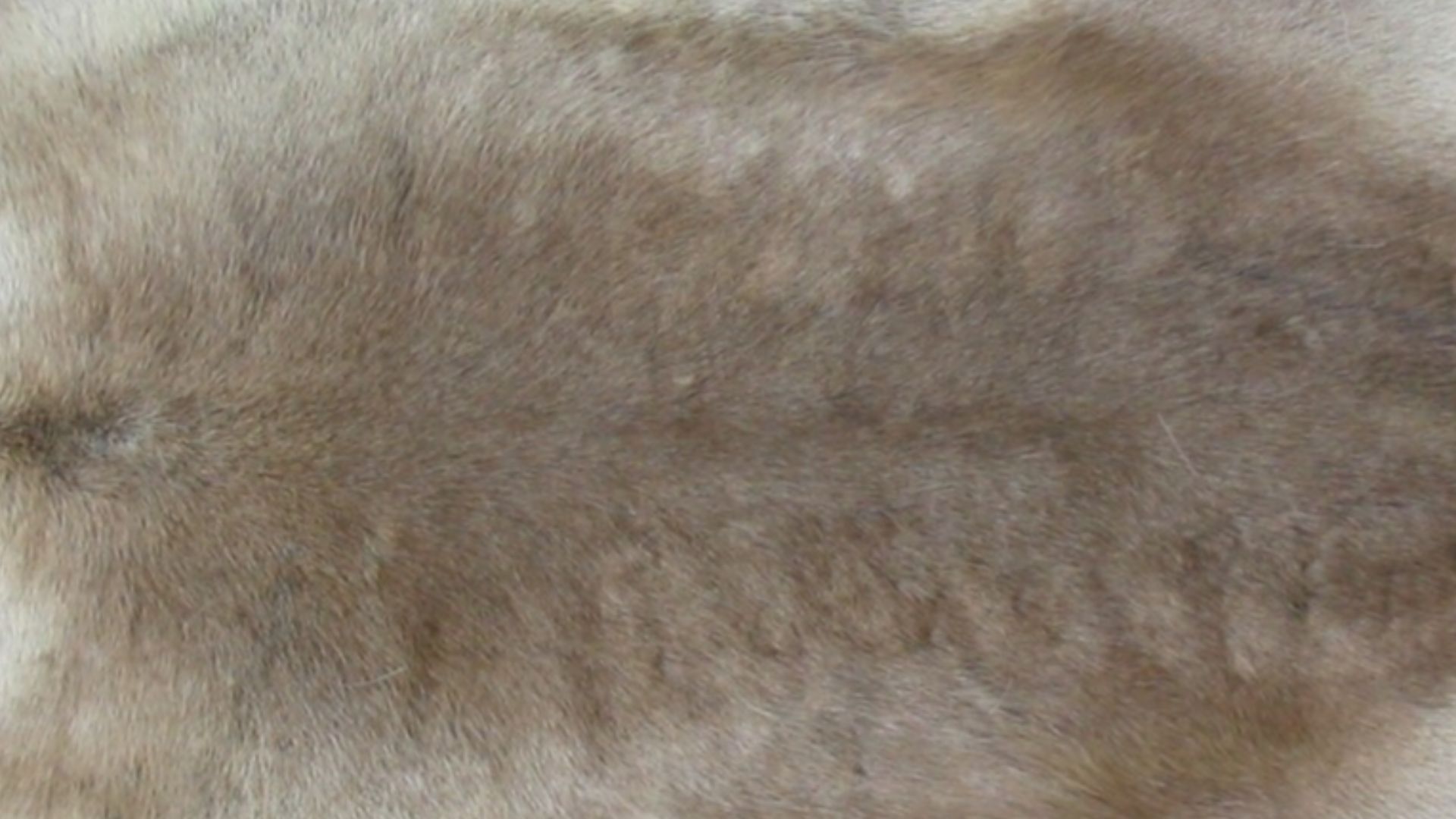 File:Reindeer fur skin 2.jpg