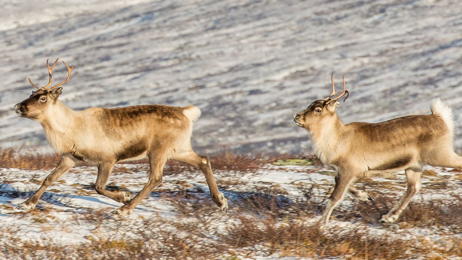 File:Reindeer Ljungris October 2014 02.jpg