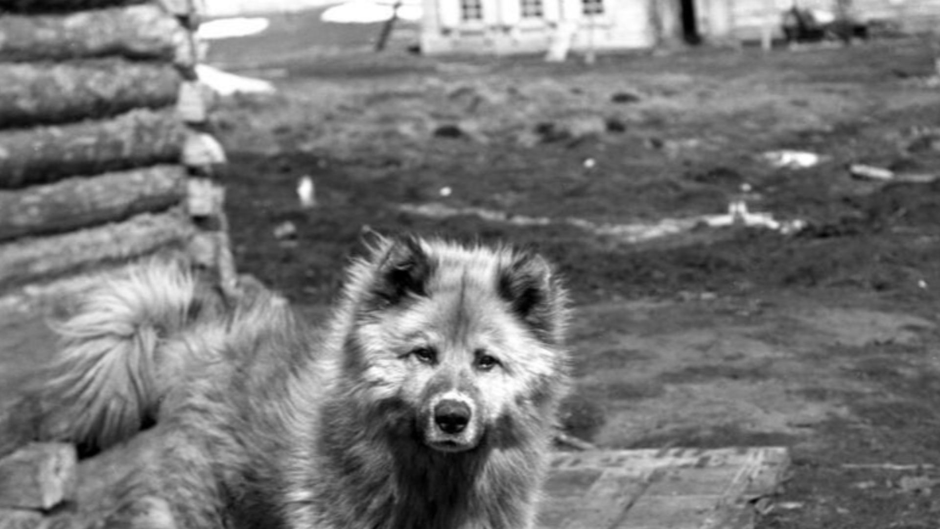 File:Sled dog at Tungus (evenki) camp, Siberia, 1901.jpg