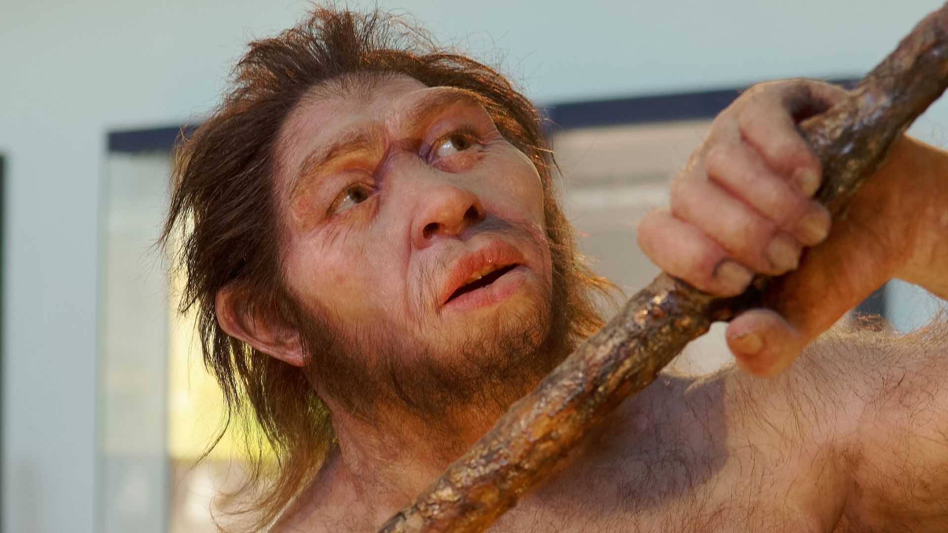 File:Homo erectus, The Natural History Museum Vienna, 20210730 1228 1282.jpg