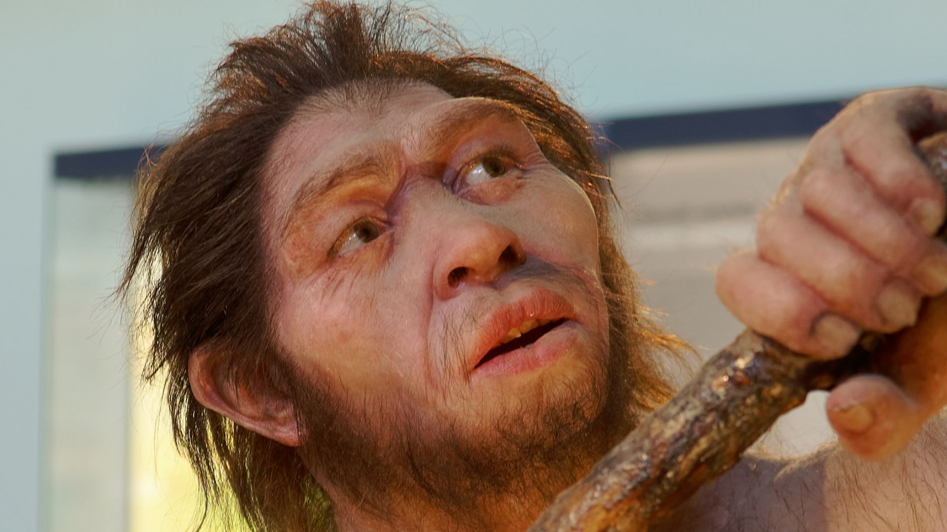 File:Homo erectus, The Natural History Museum Vienna, 20210730 1228 1282.jpg