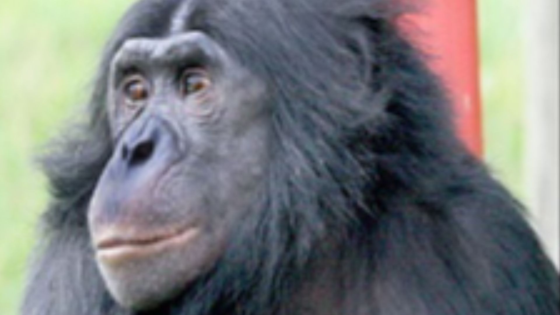 File:Hominini (extant species).jpg