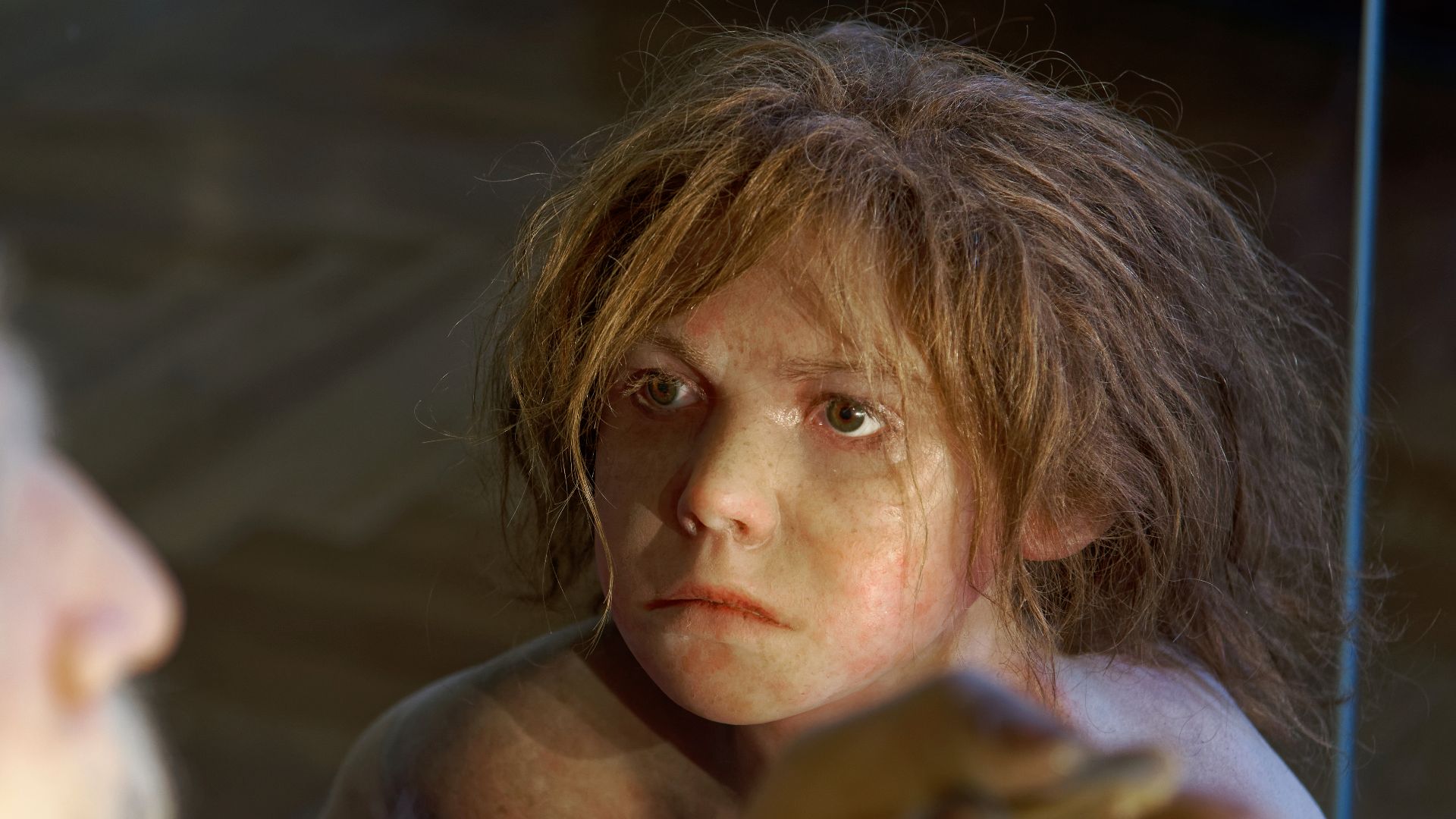 File:Homo neanderthalensis, The Natural History Museum Vienna, 20210730 1225 1278.jpg