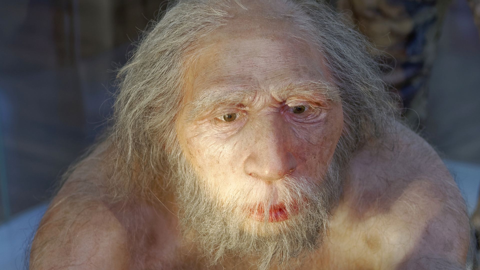 File:Homo neanderthalensis, The Natural History Museum Vienna, 20210730 1225 1277.jpg