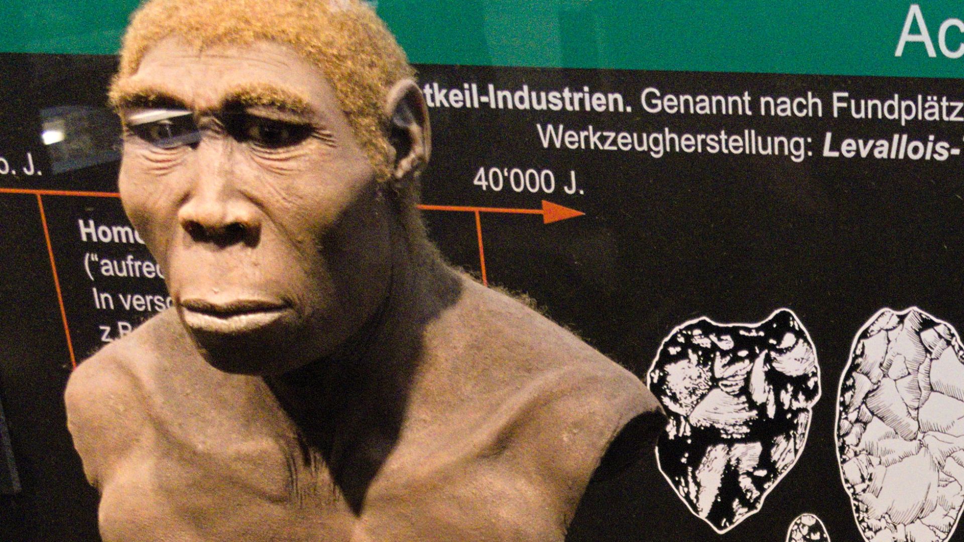 File:Homo erectus reconstruction in Kulturama Museum.jpg