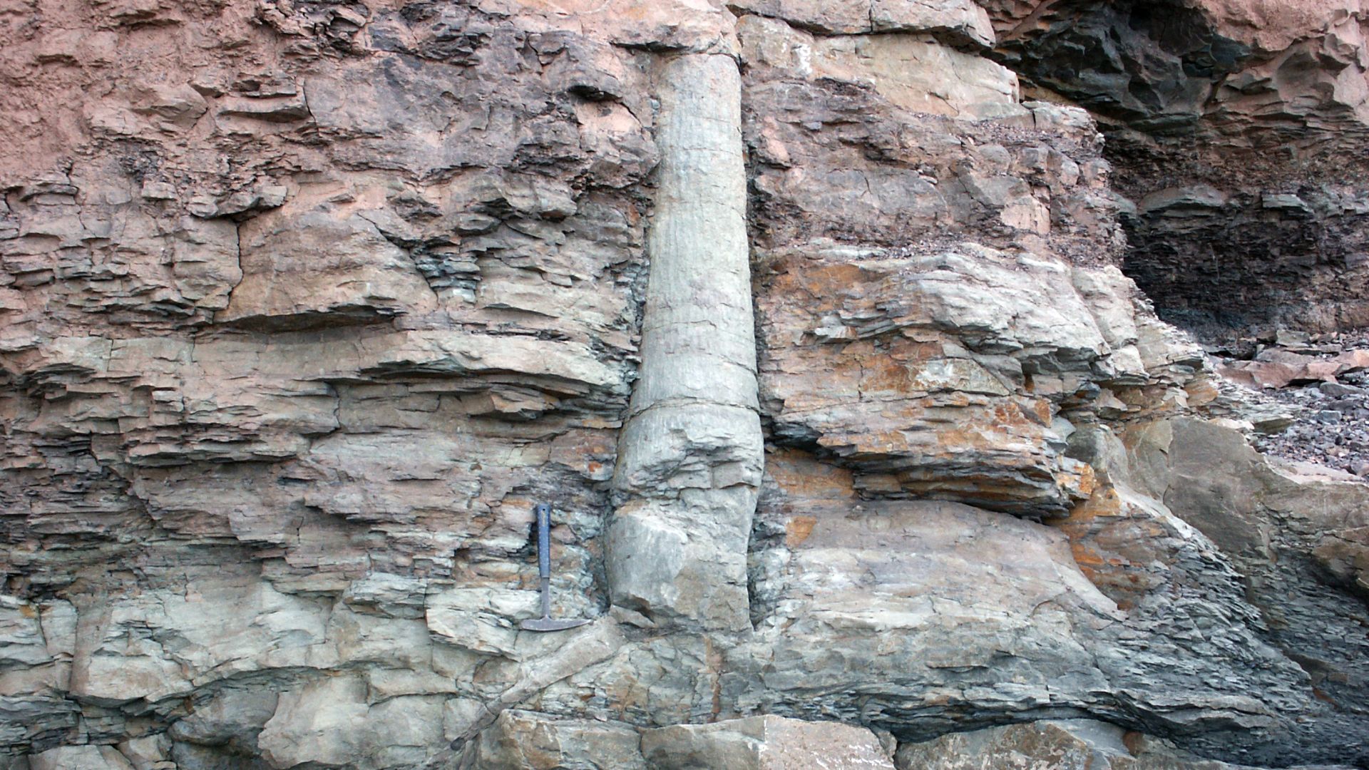 File:Lycopsid joggins mcr1.JPG