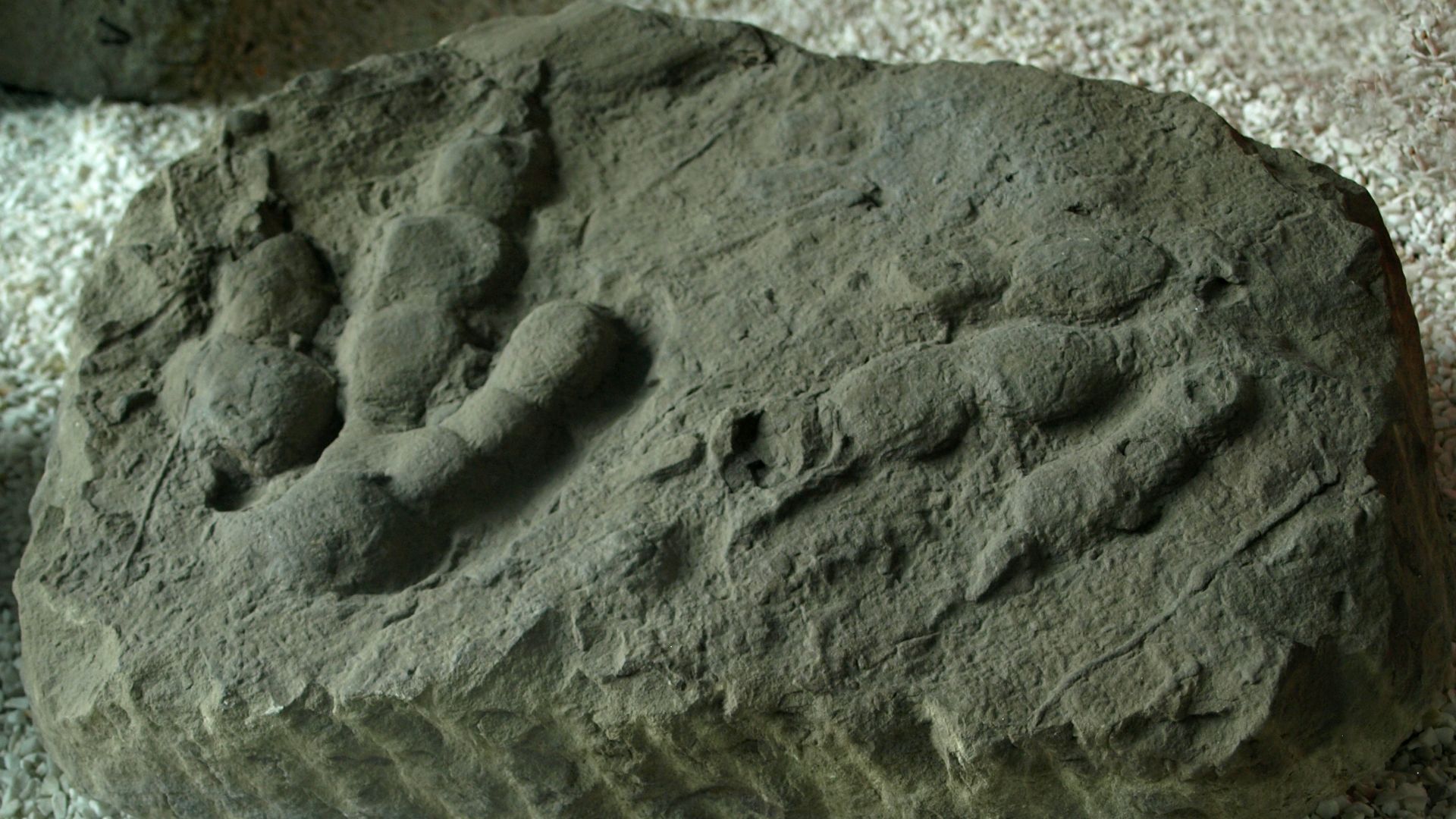 File:JialingpusYuechiensis(Ichnite)-PaleozoologicalMuseumOfChina-May23-08.jpg