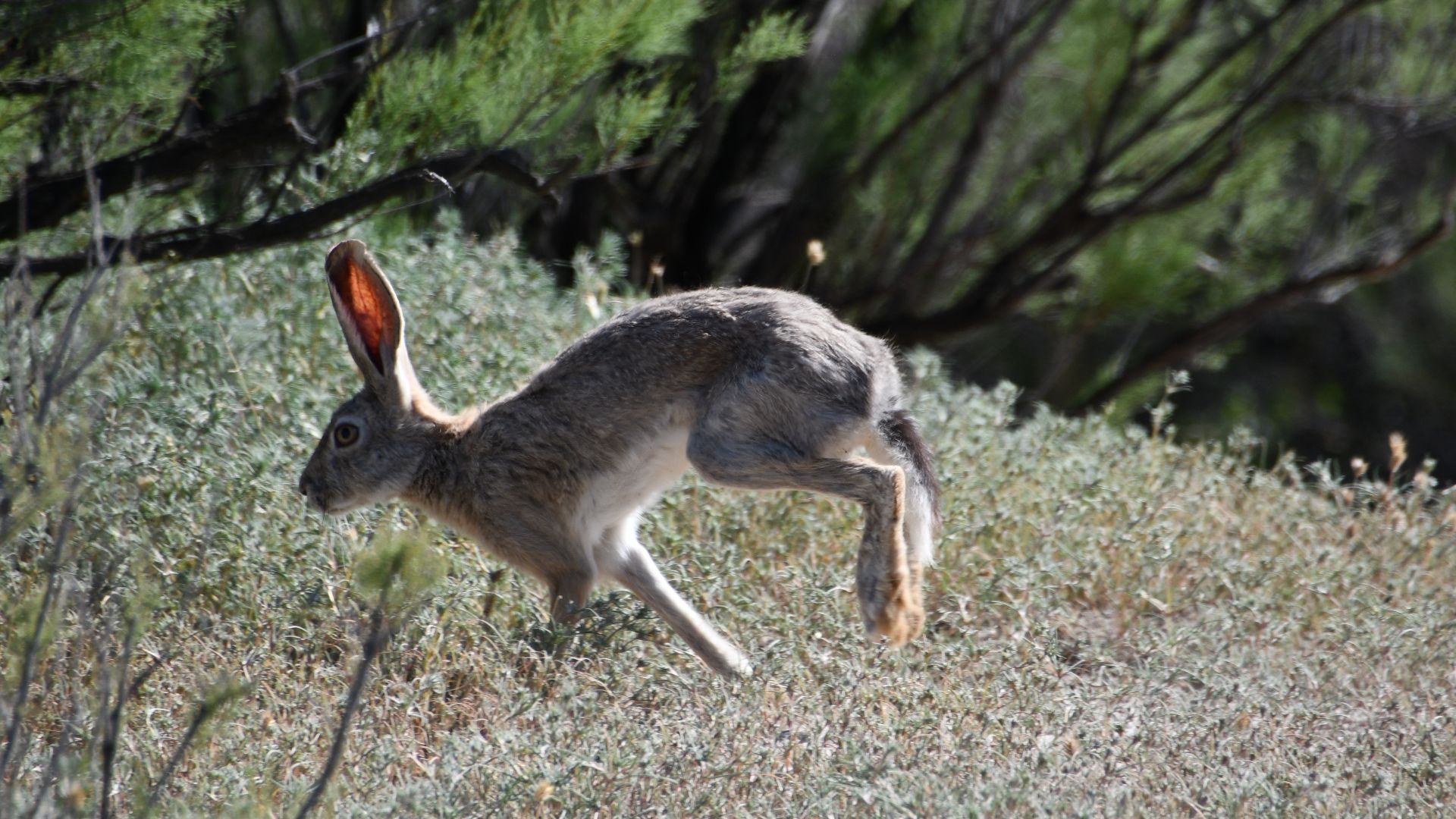 File:Hare in Jusandala 3.jpg