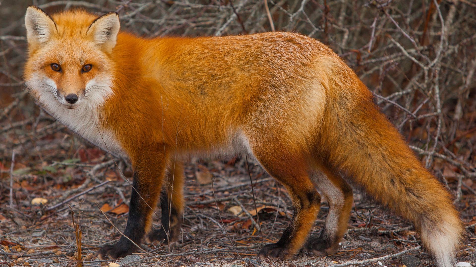 File:Foxes of Island Beach State Park New Jersey (16138030480).jpg
