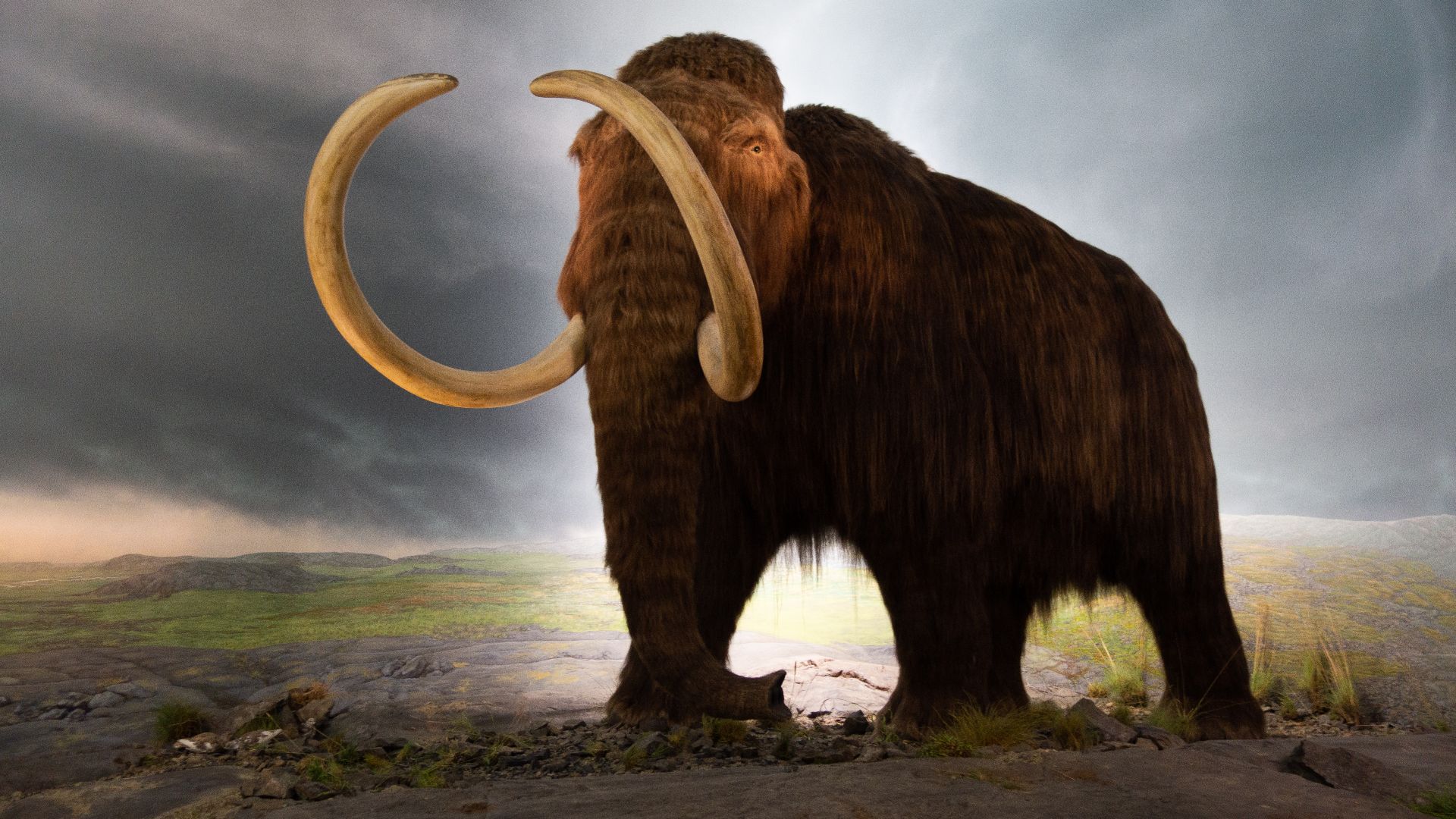 File:Woolly mammoth model Royal BC Museum in Victoria.jpg