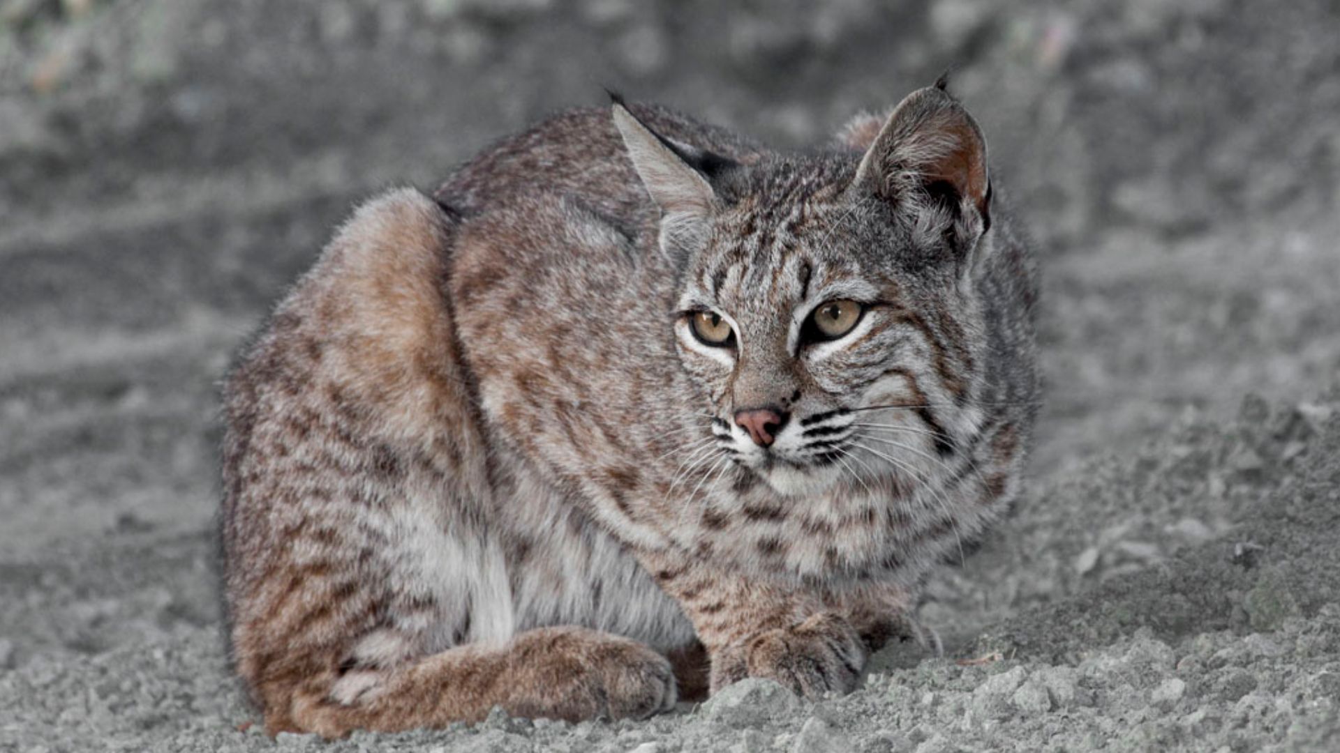 File:Bobcat (Lynx rufus) California.jpg