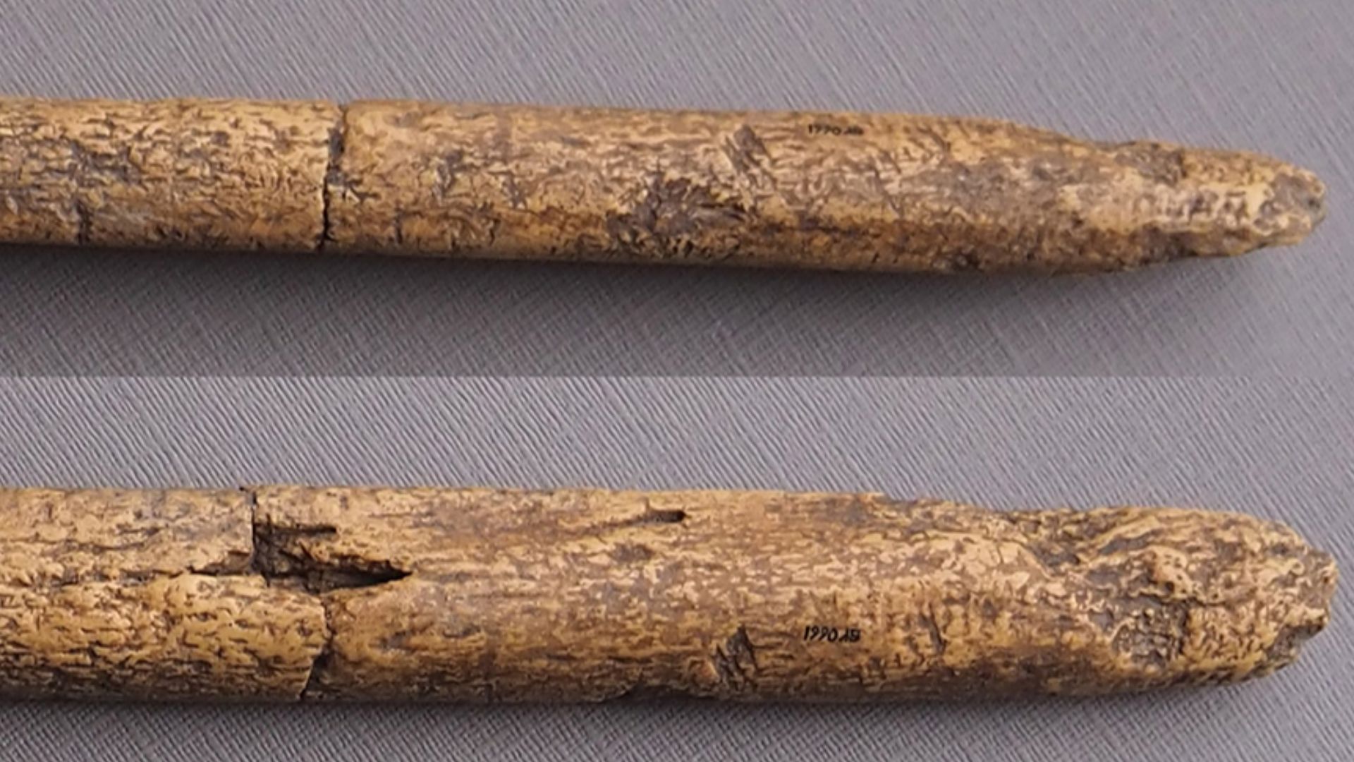 File:Clovis beveled rod replica.png