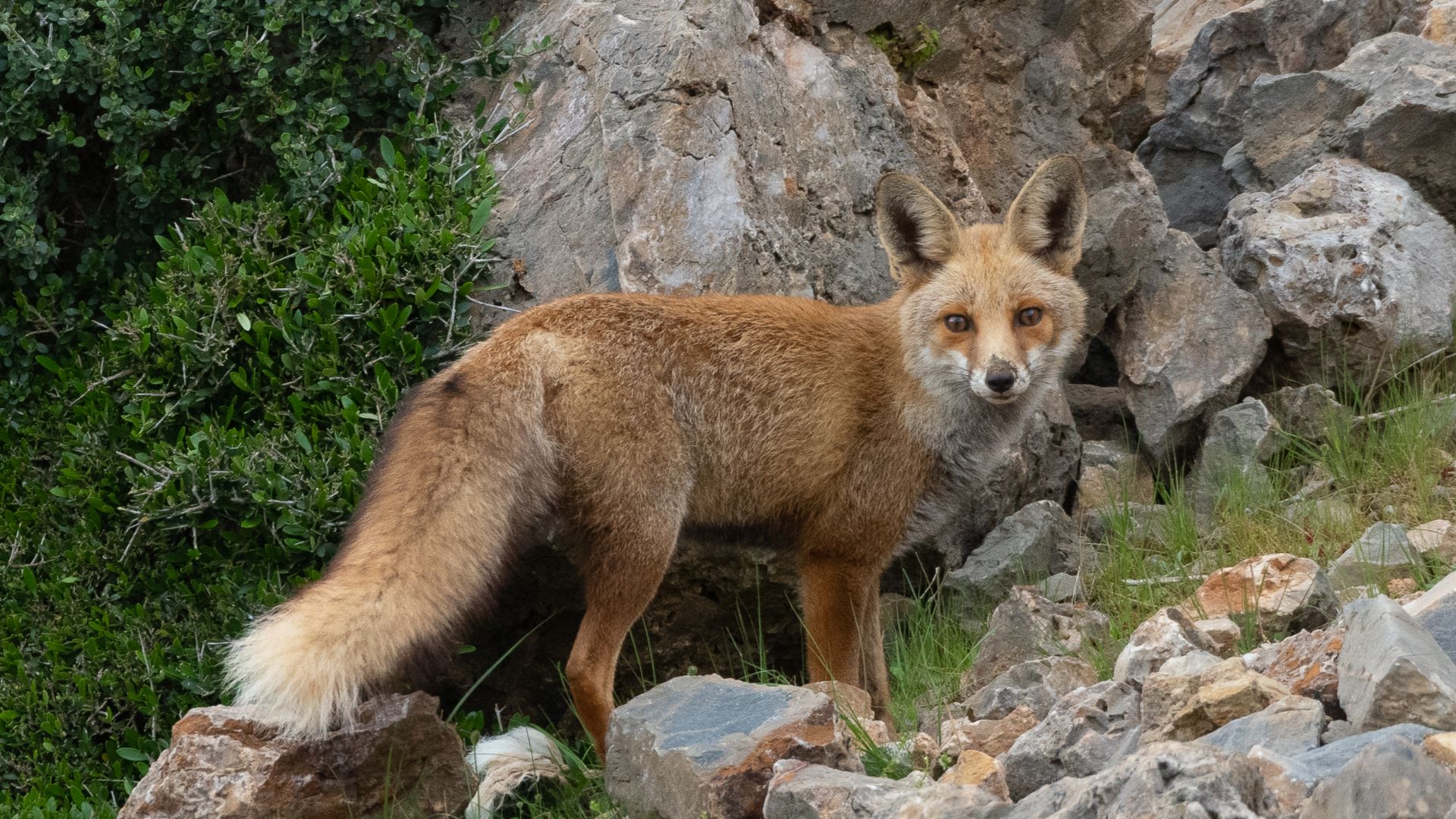 File:Renard roux Ichkeul.jpg