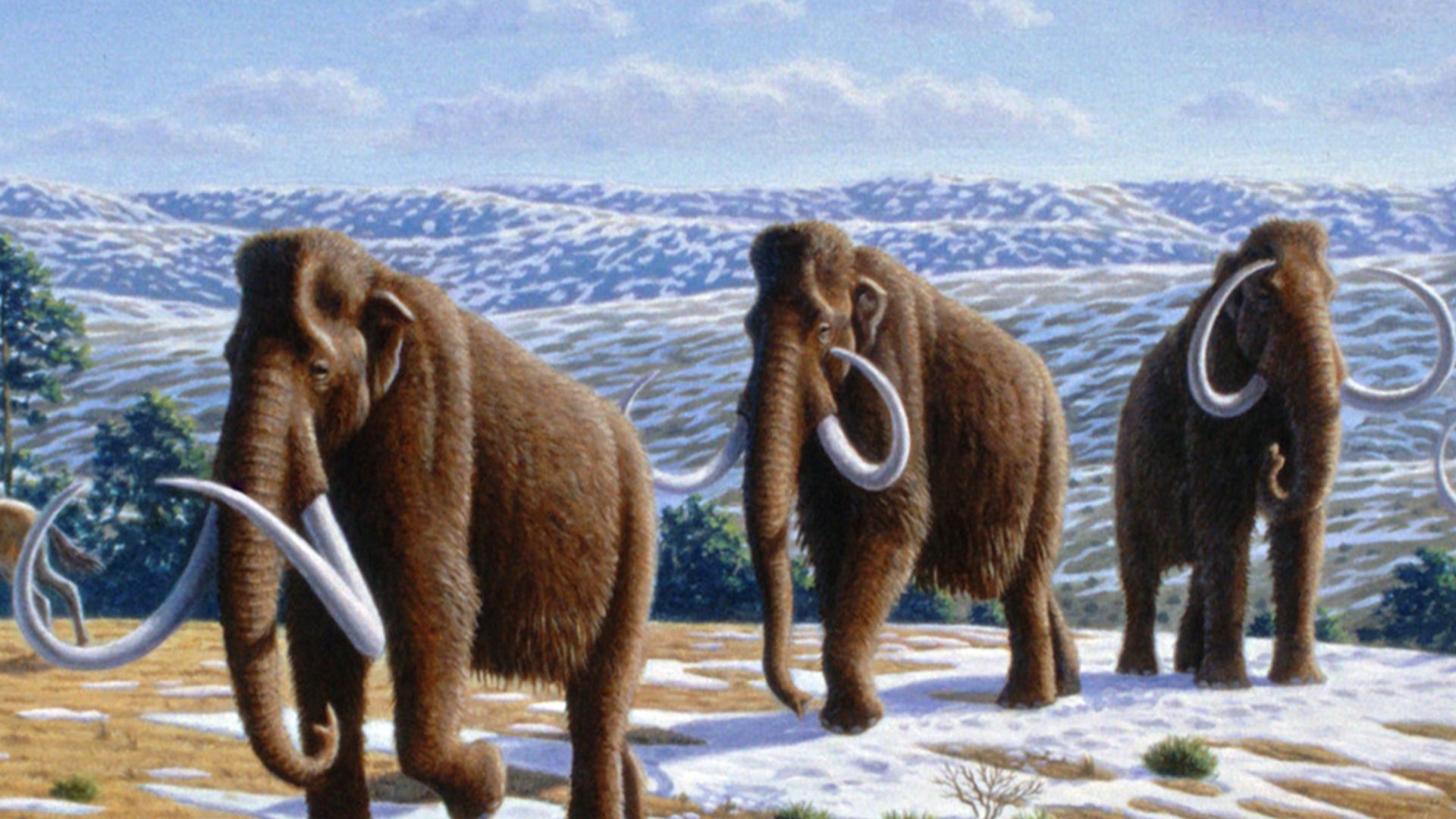 File:Woolly mammoth (Mammuthus primigenius) - Mauricio Antón.jpg