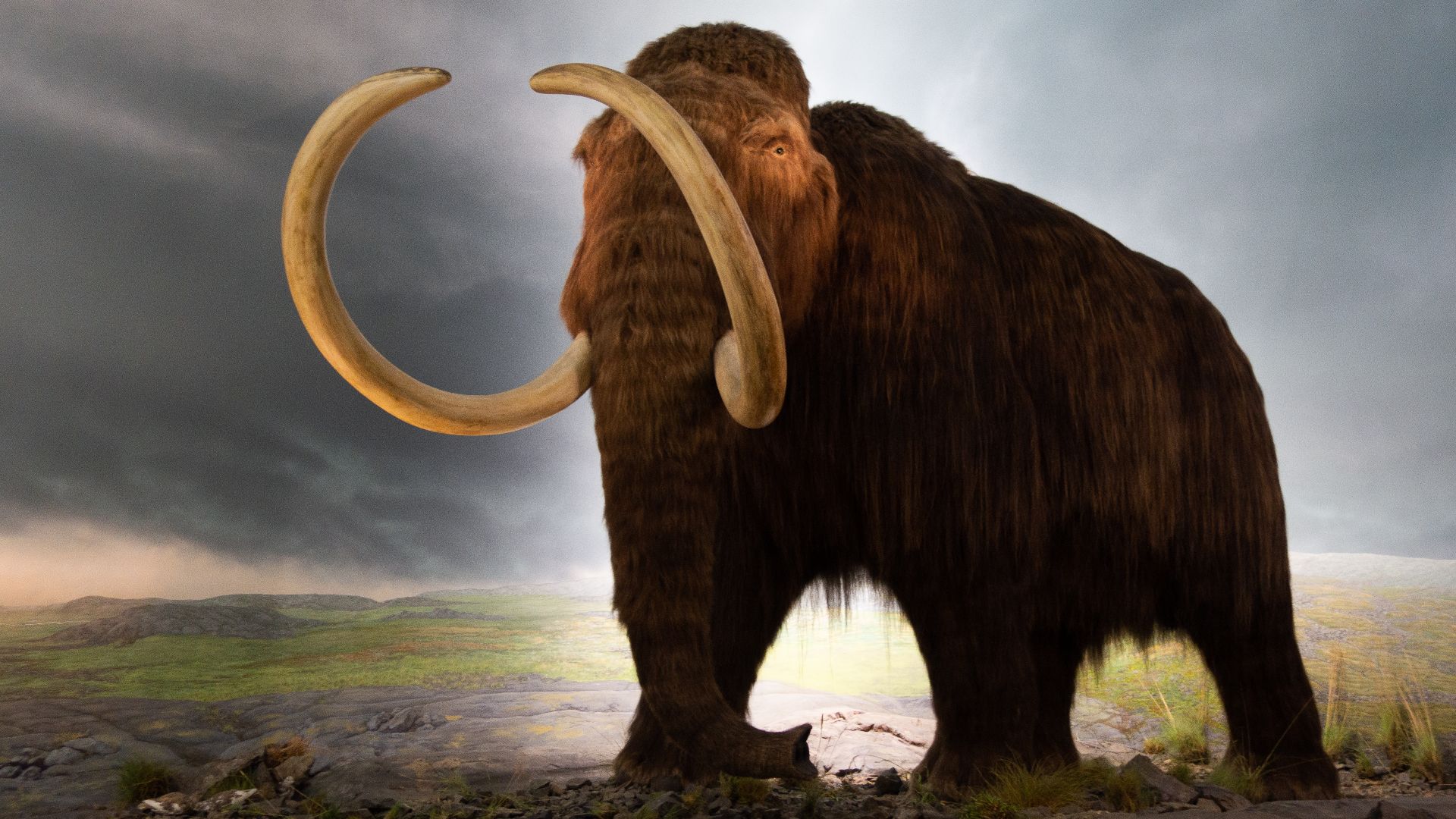 File:Woolly mammoth model Royal BC Museum in Victoria.jpg