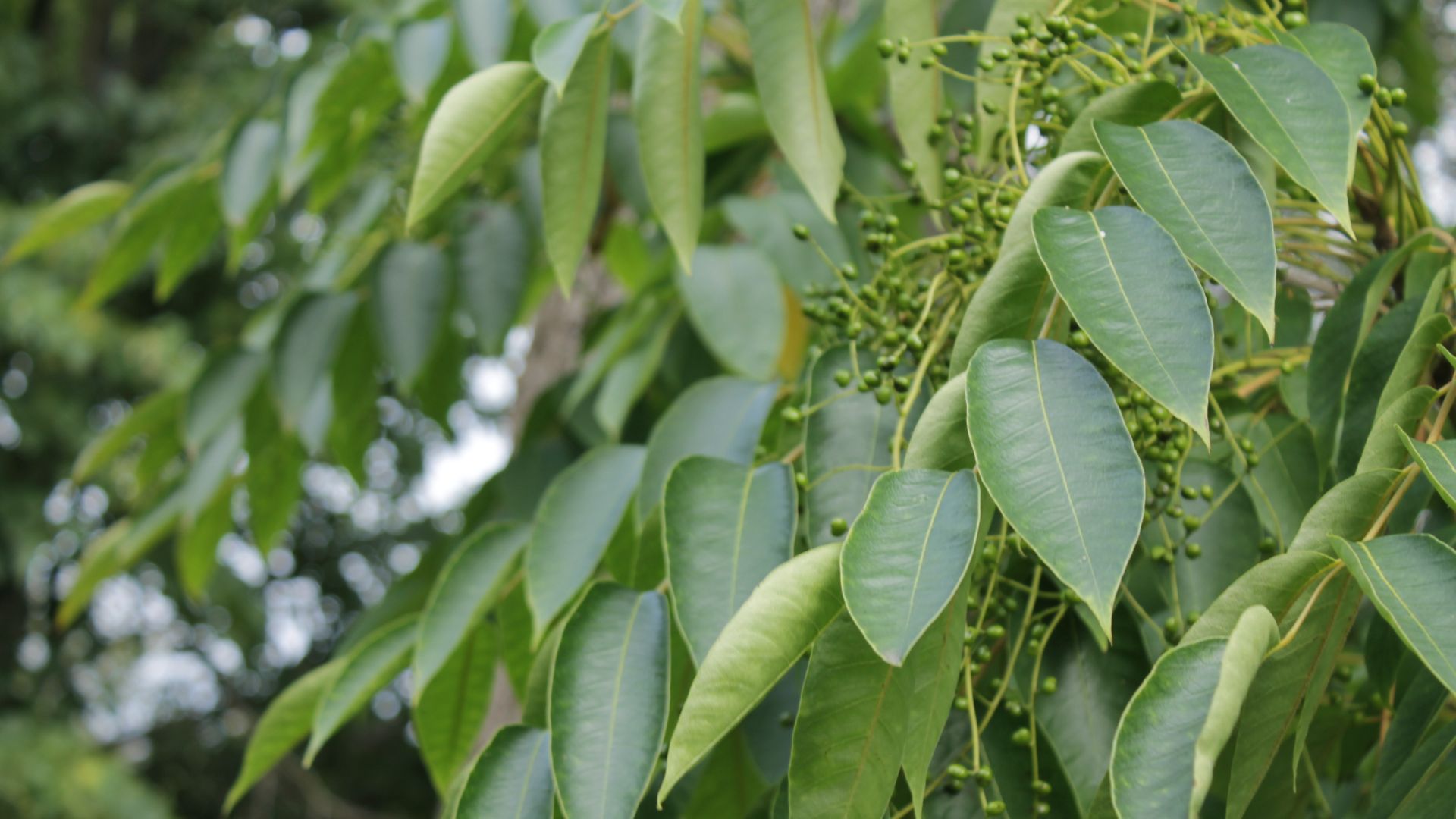 File:Leaves and immature fruit on a mature Toxicodendron vernicifluum, Edinburgh.jpg