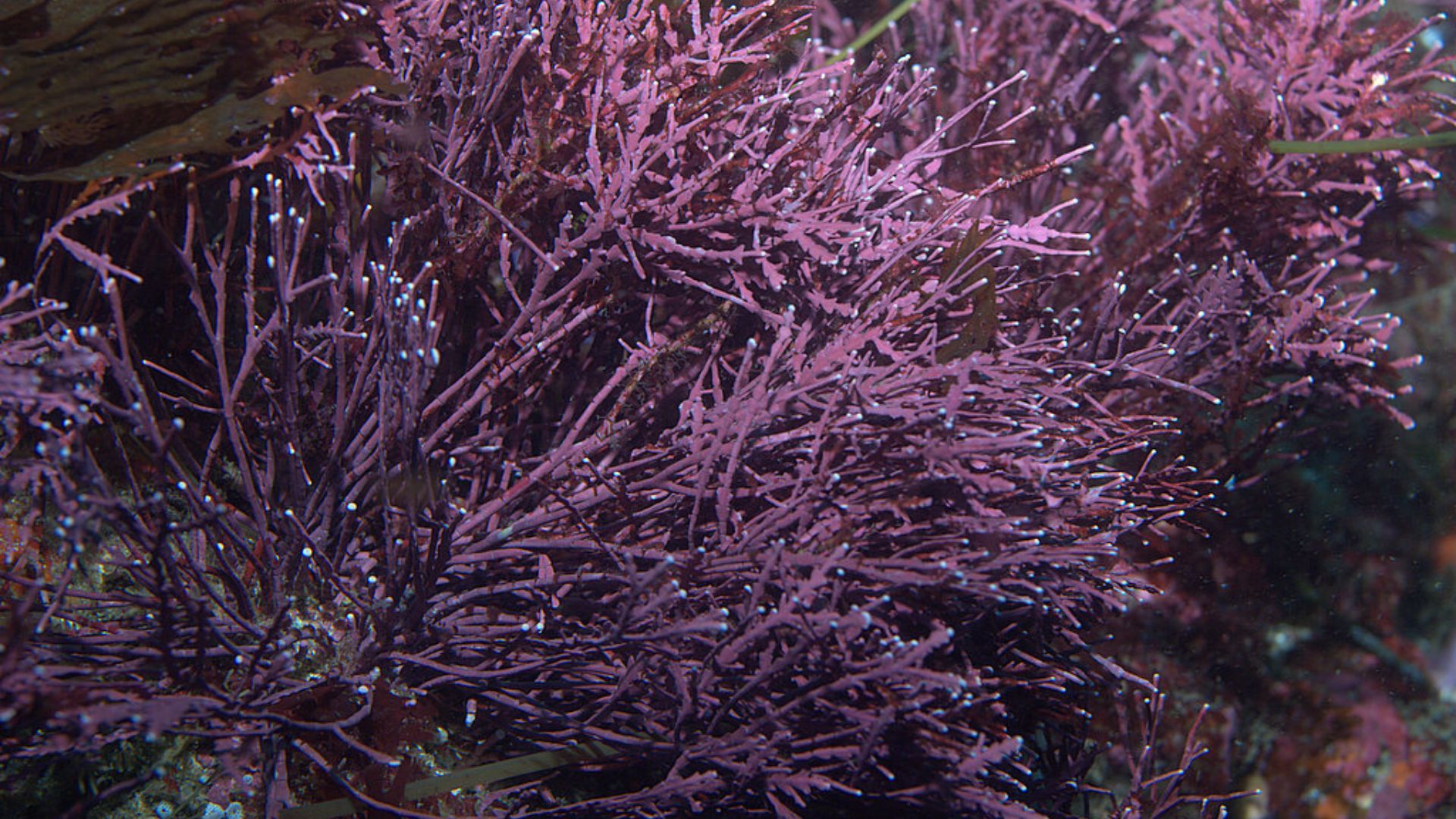 File:Red algae 3.jpg