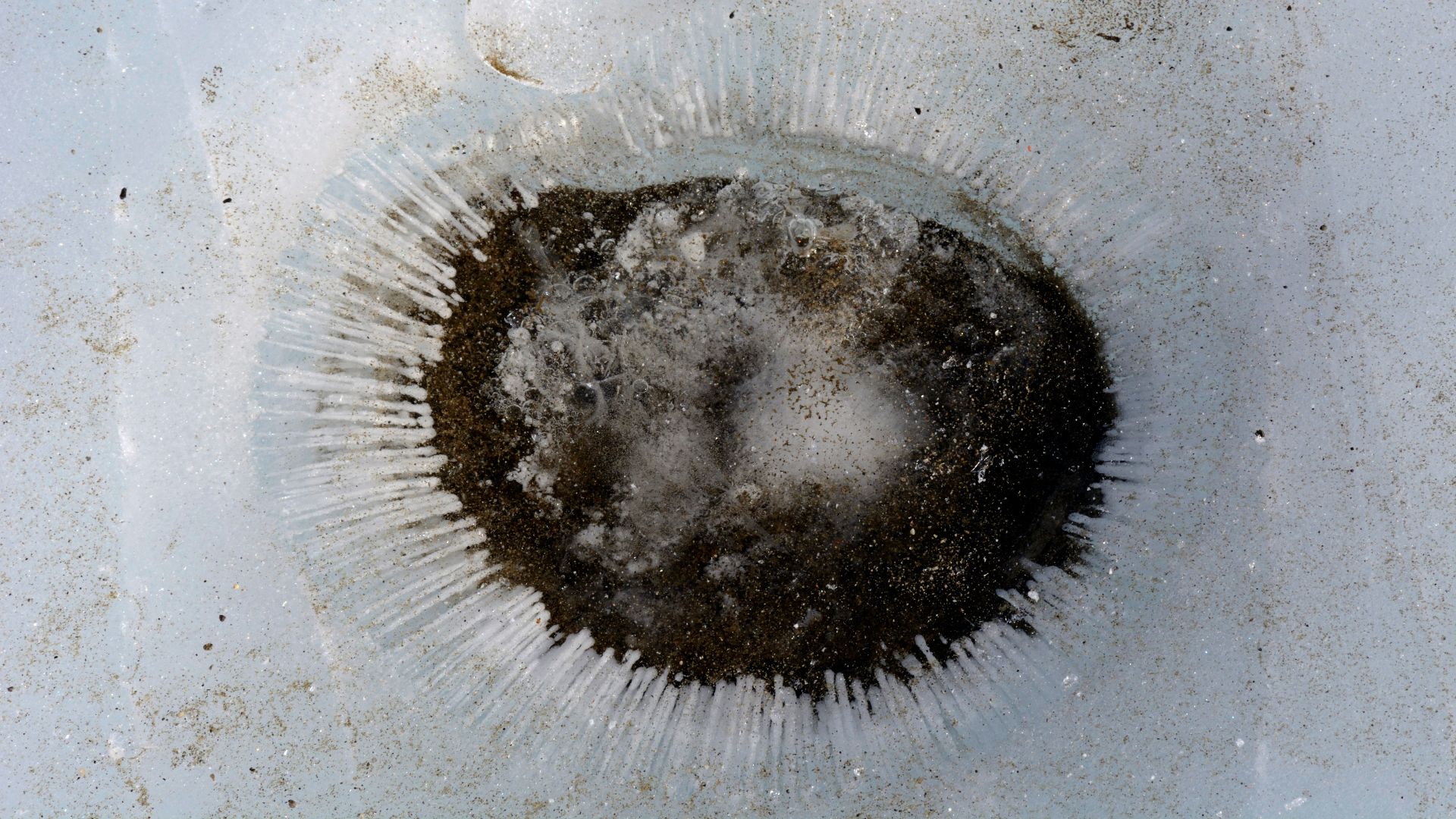 File:Taylor Glacier, cryoconite hole 2014-11-21 02.jpg