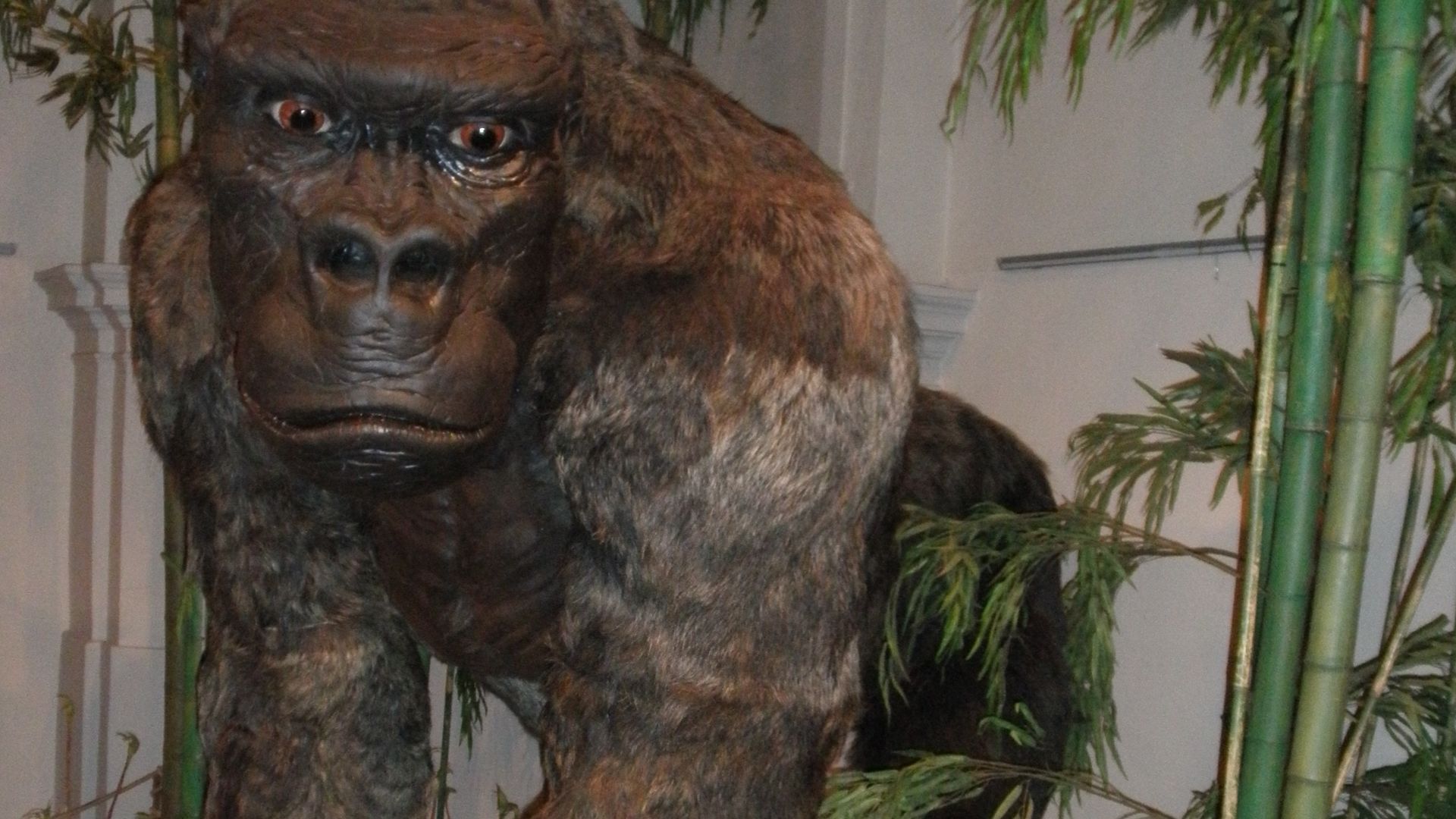 File:Gigantopithecus blacki restoration.jpg
