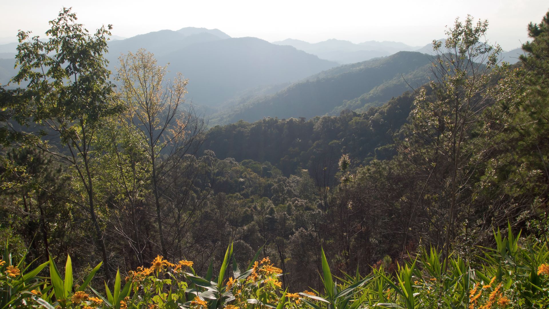 File:Namtok Mae Surin, Forest 2, Thailand.jpg