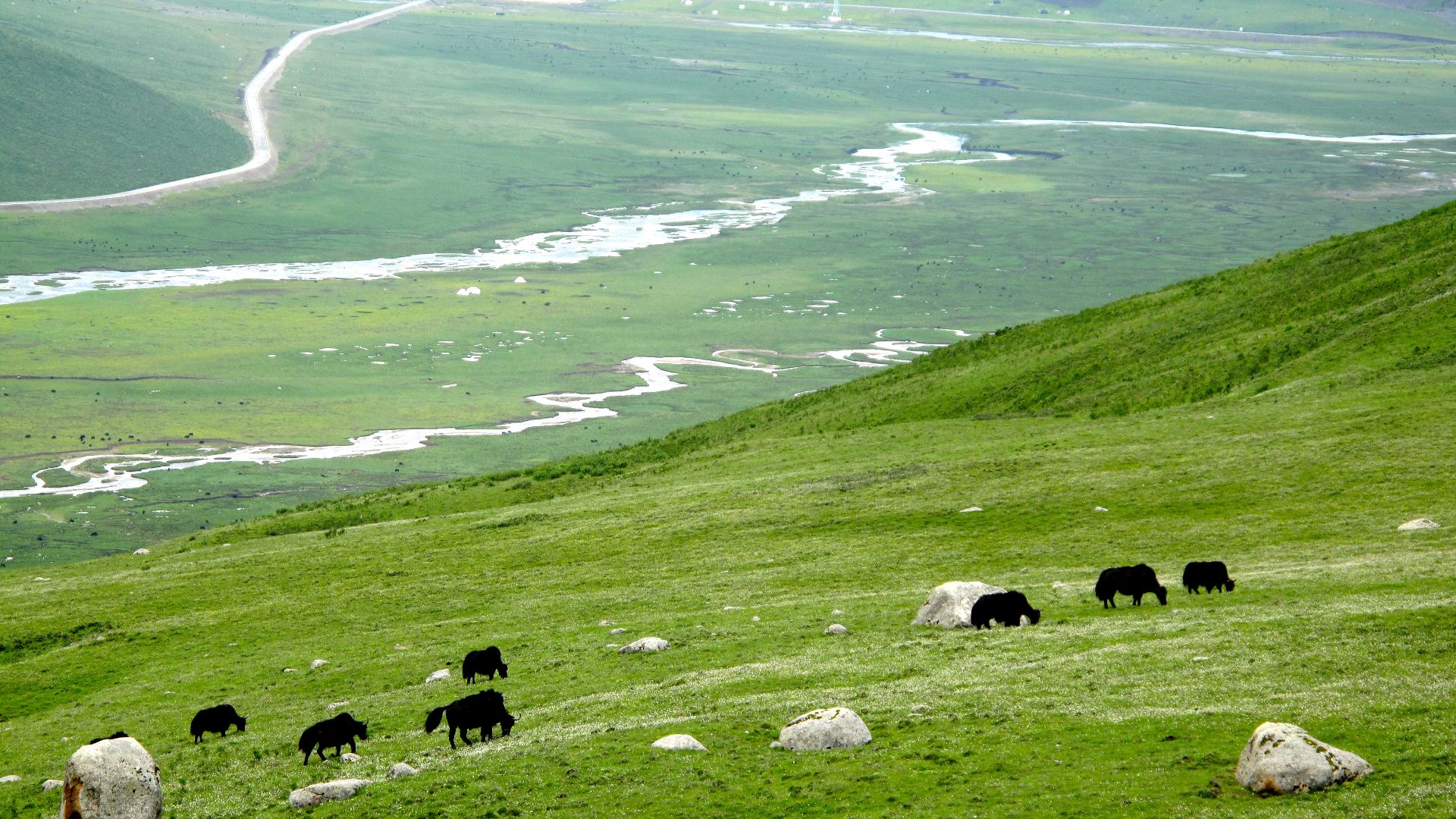 File:Yak grazing on the Tibetan Plateau.jpg