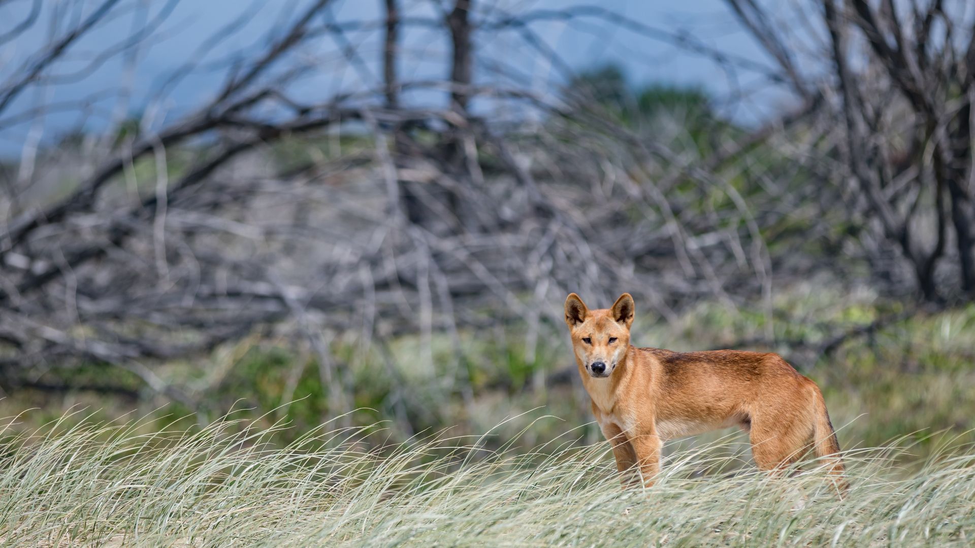 File:Dingo of Fraser Island.jpg