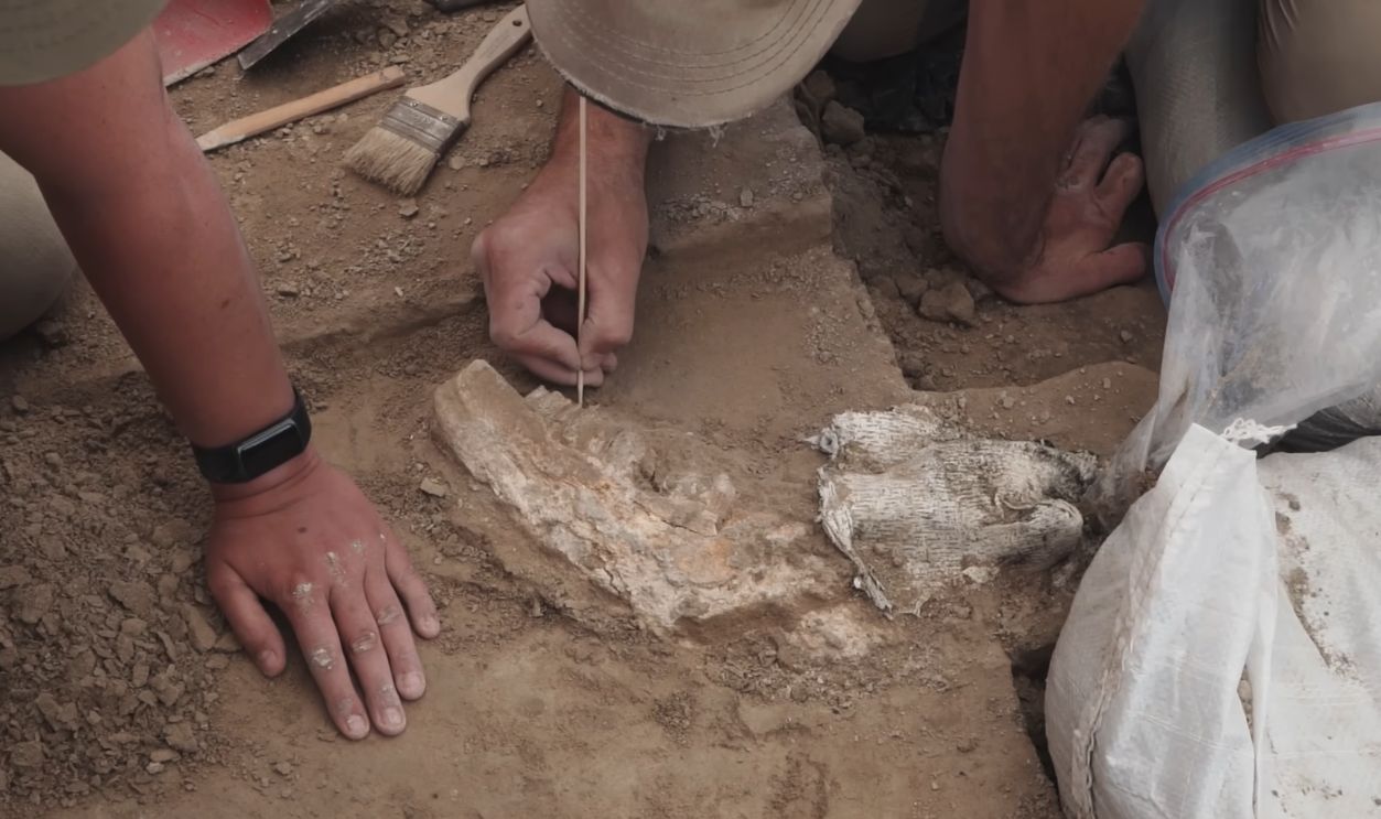 Columbian Mammoth Remains