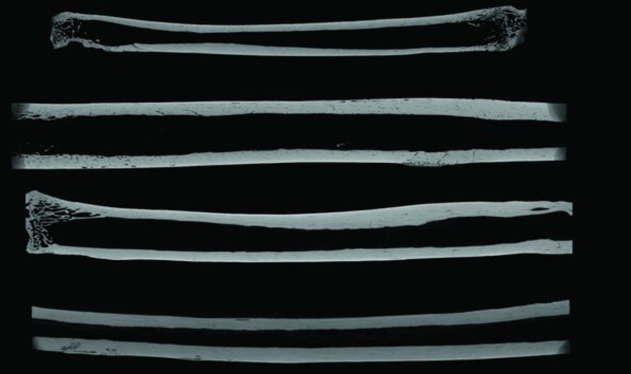 La Prele bone needles