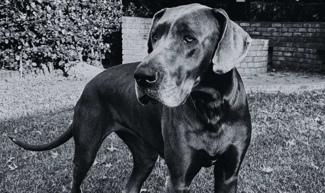 The Medal-Winning Dog