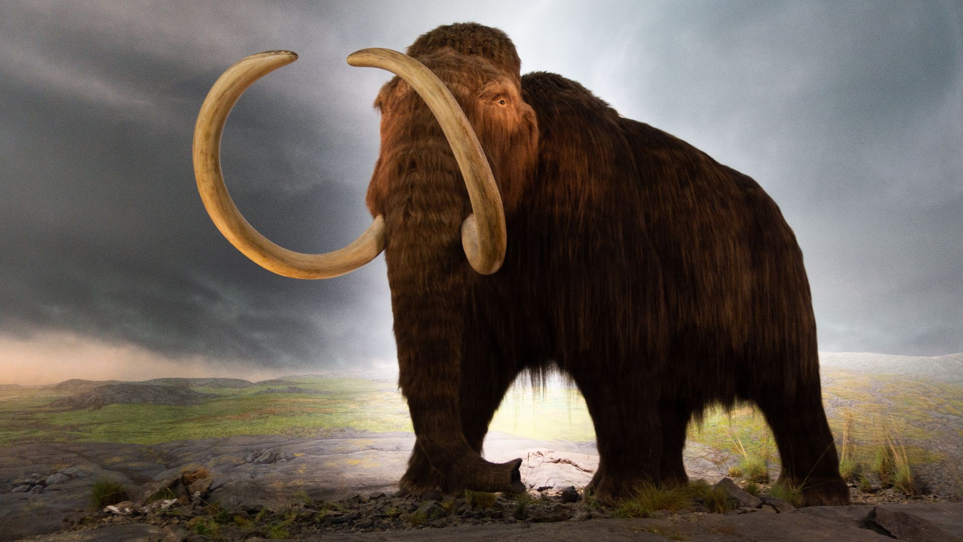 File:Woolly mammoth model Royal BC Museum in Victoria.jpg
