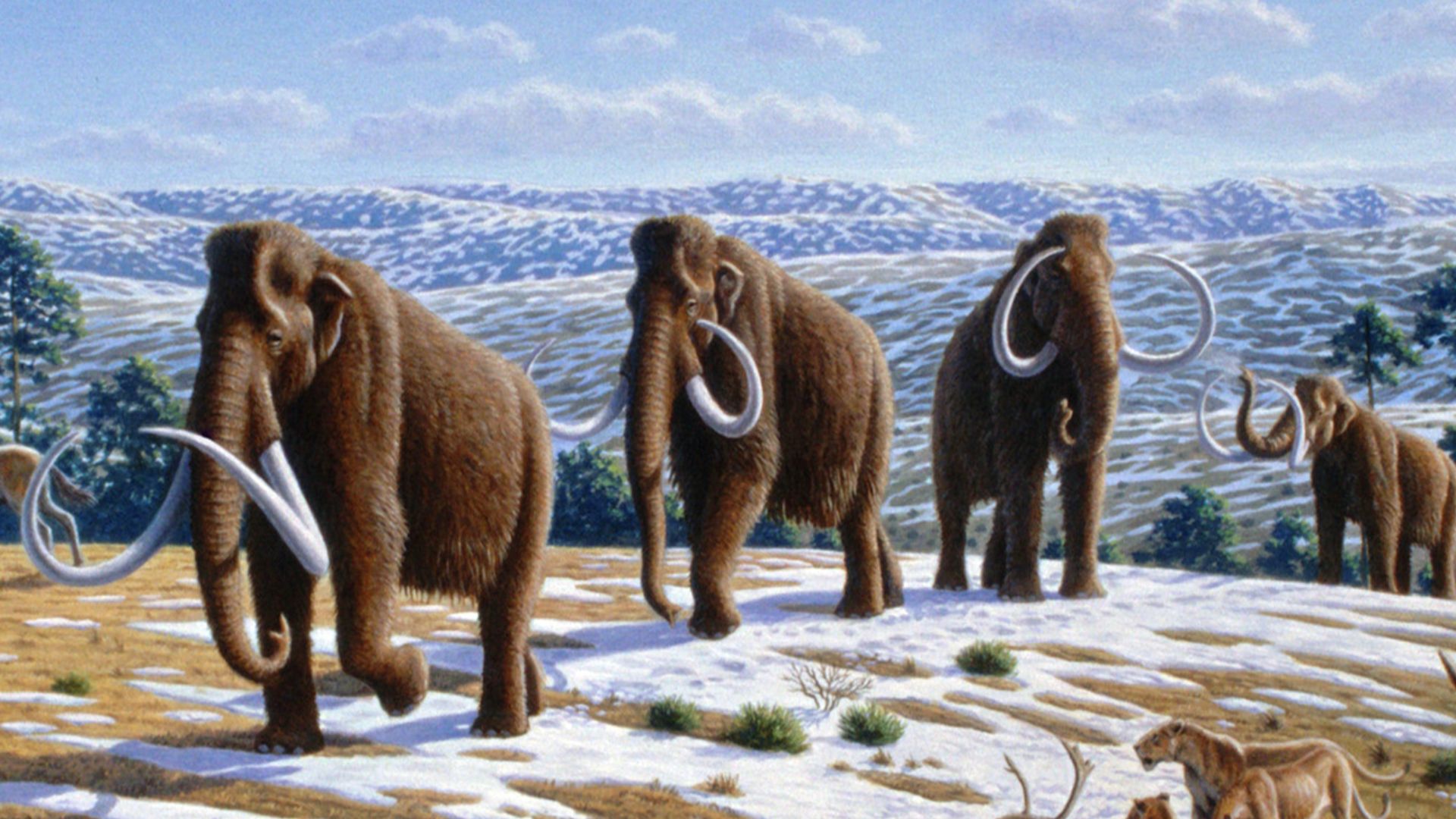 File:Woolly mammoth (Mammuthus primigenius) - Mauricio Antón.jpg