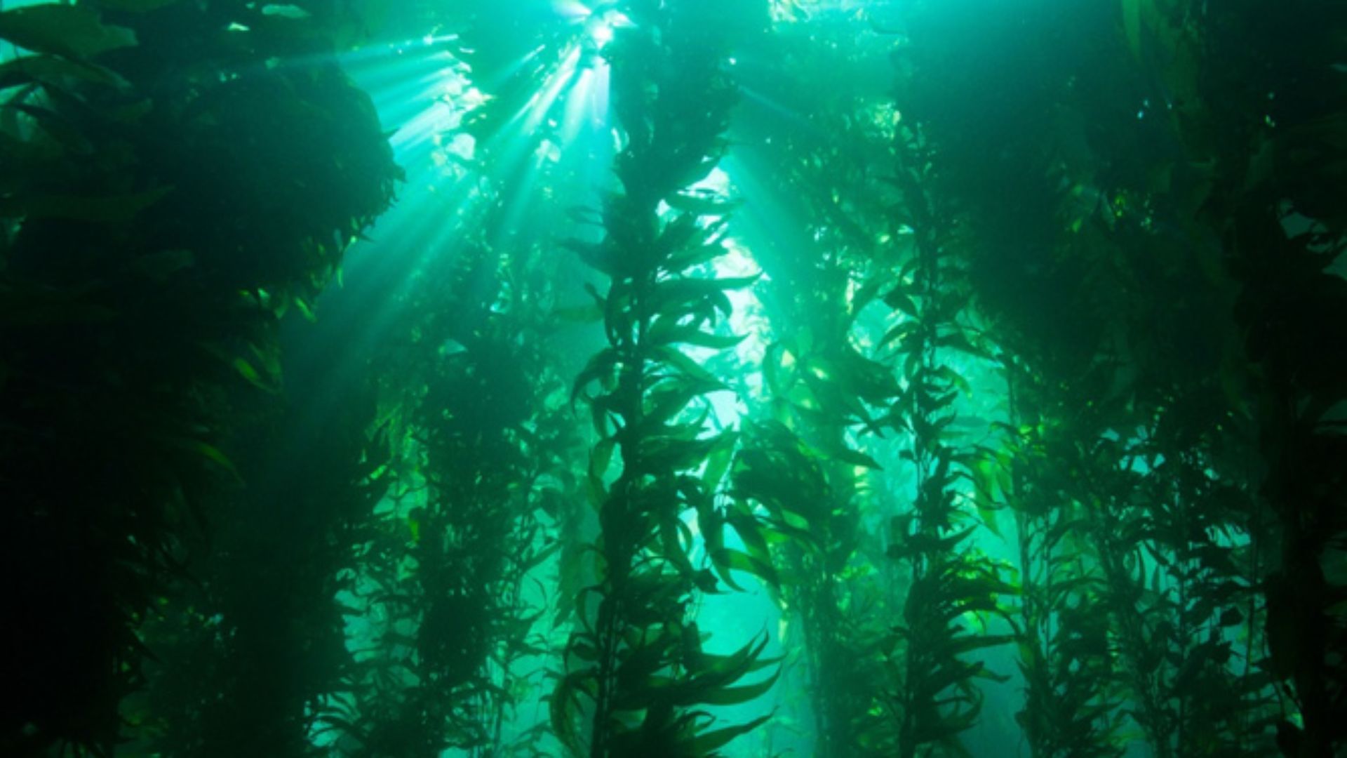 File:Kelp Forest (12801115735).jpg