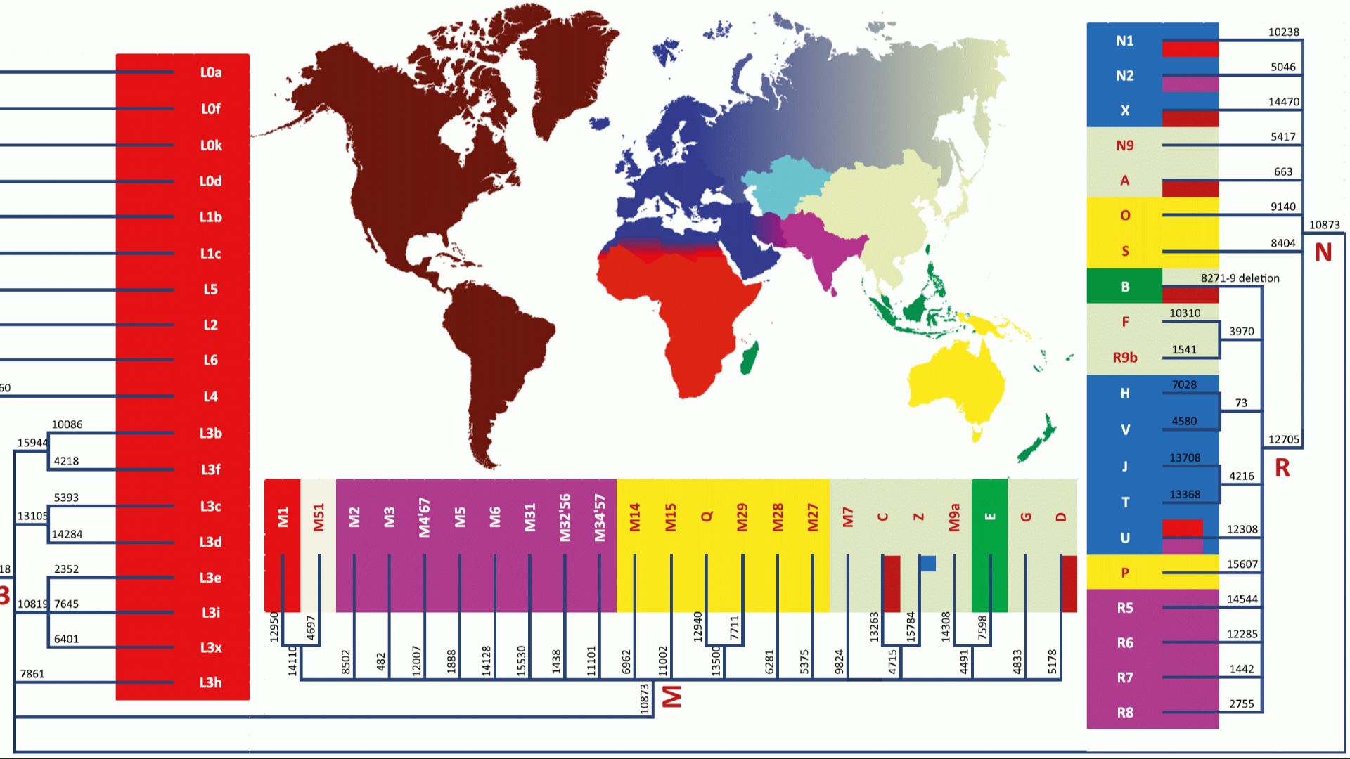 File:MtDNA haplogroup tree and distribution map.gif